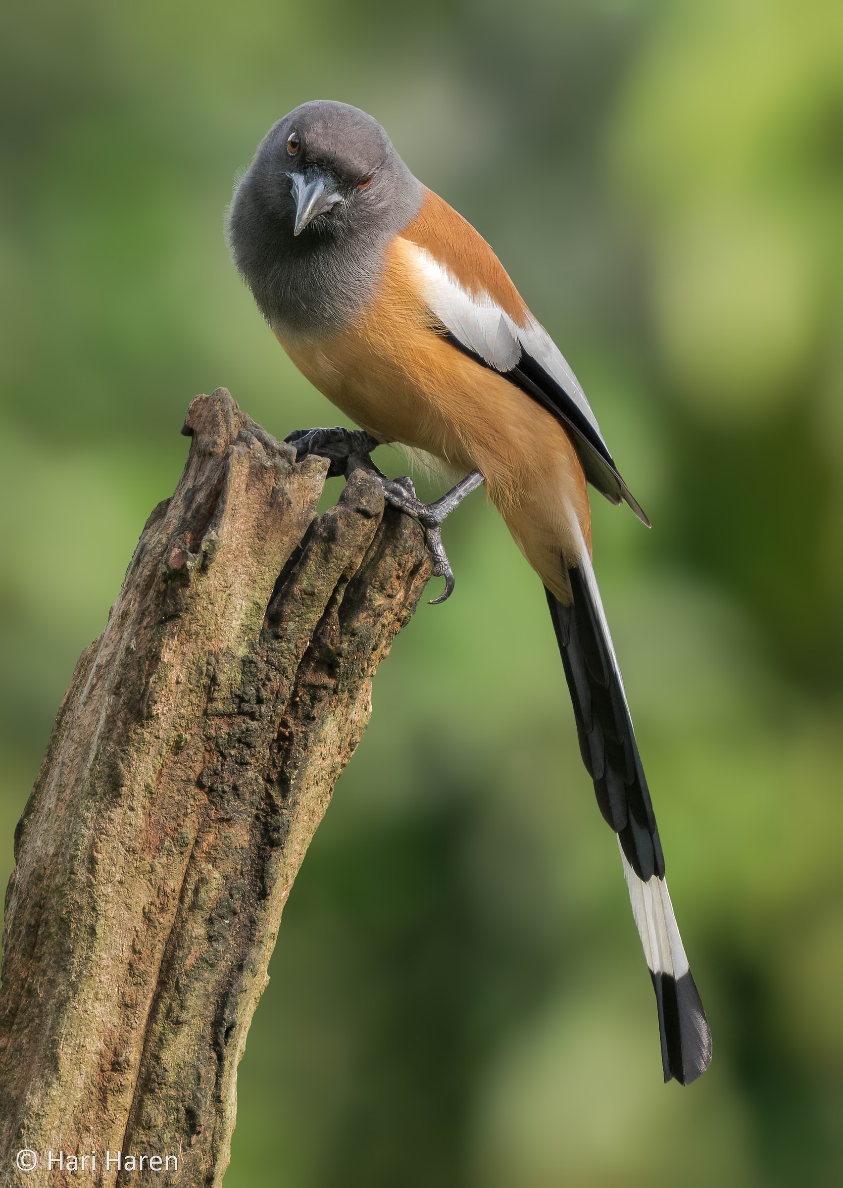 Rufous treepie