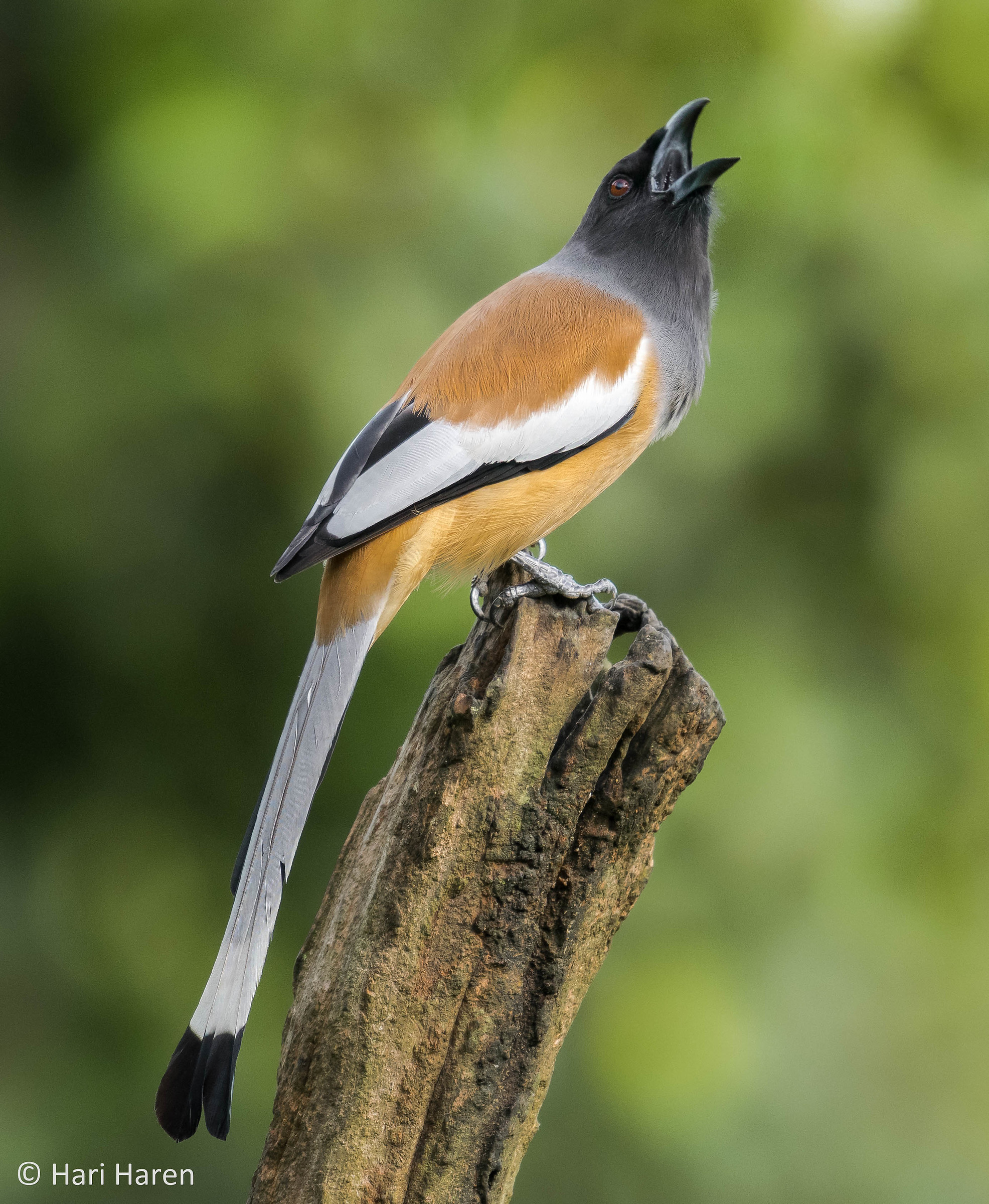 Rufous treepie