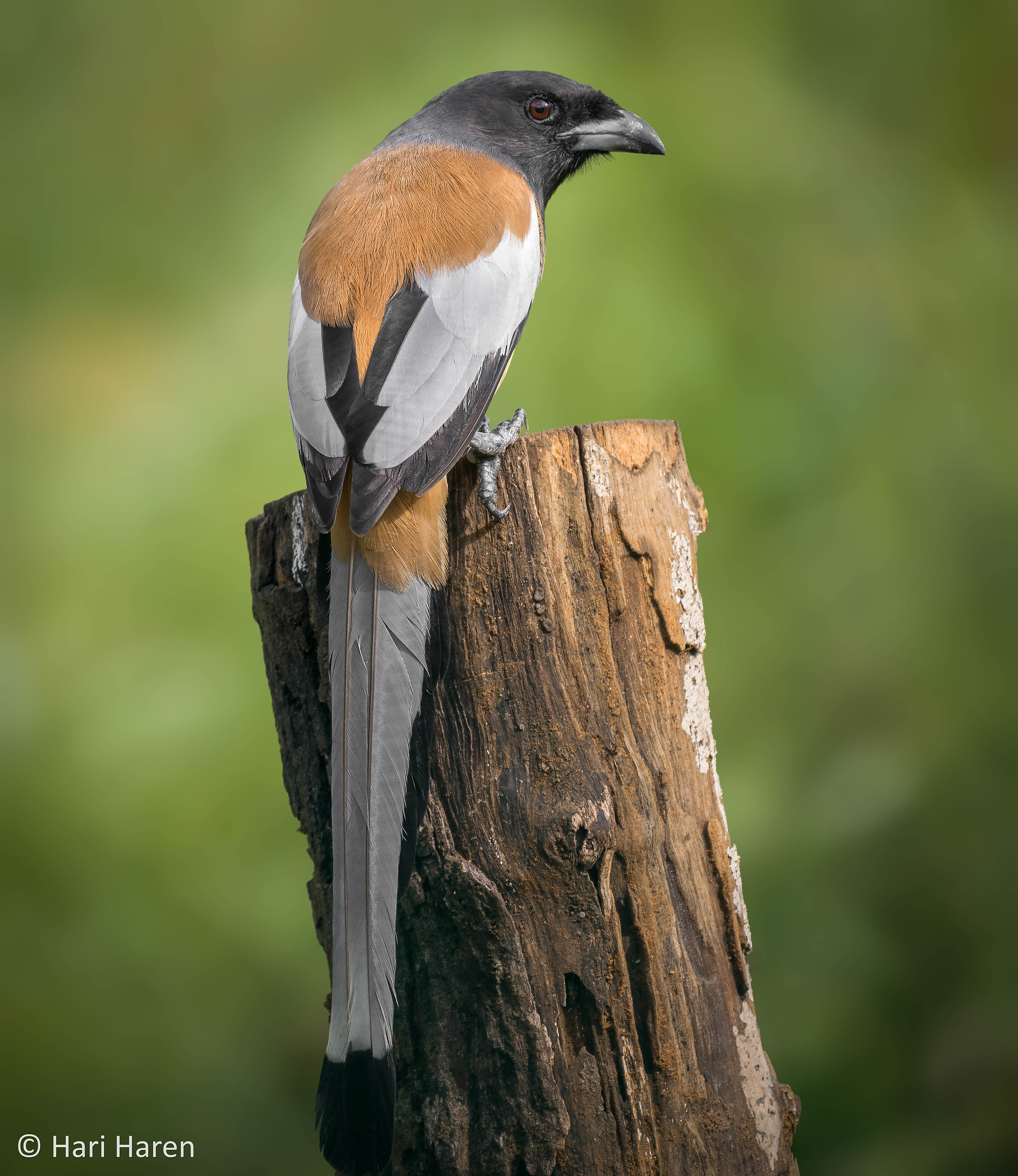 Rufous treepie