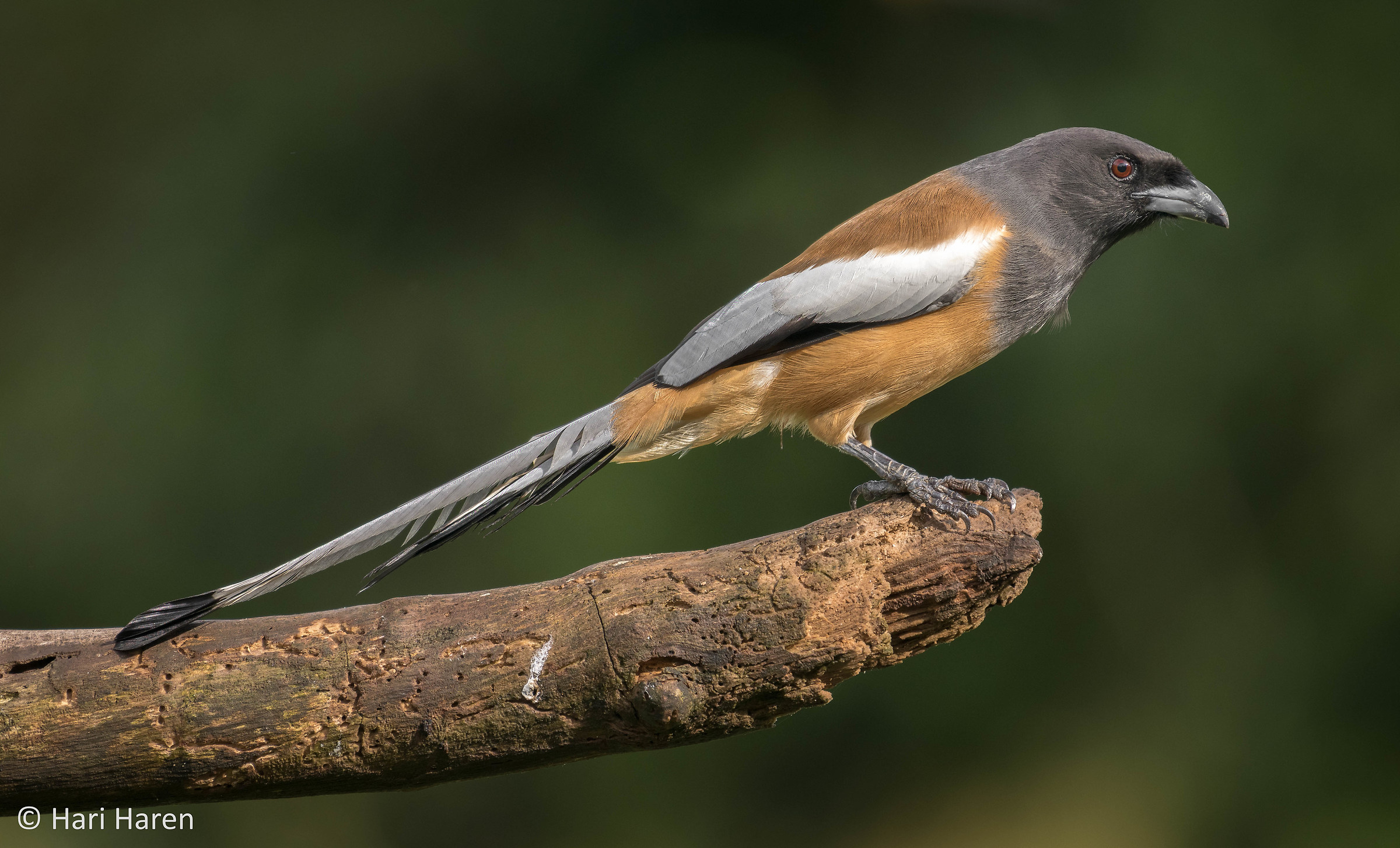Rufous treepie