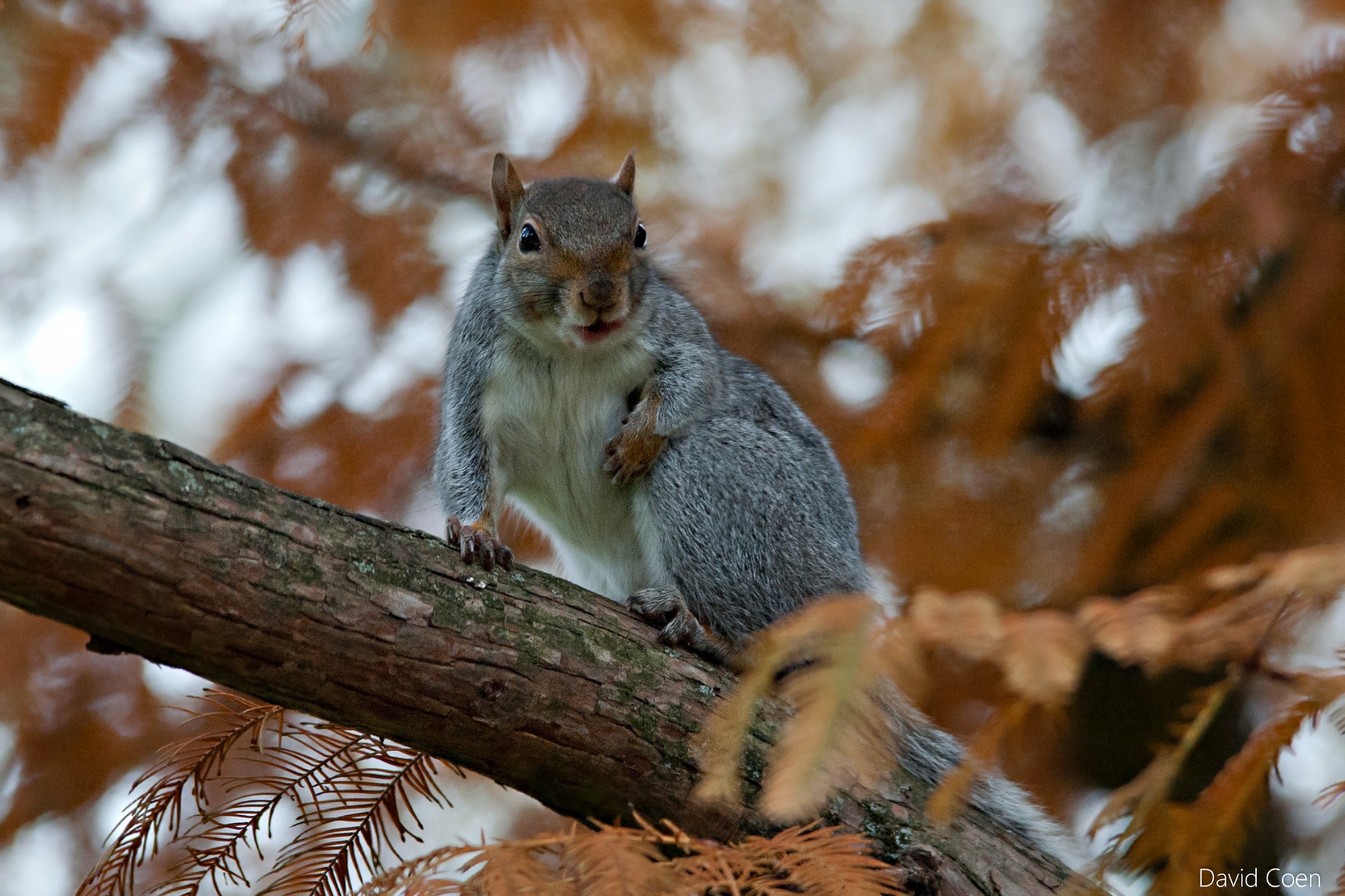 Scoiattolo al Valentino 1
