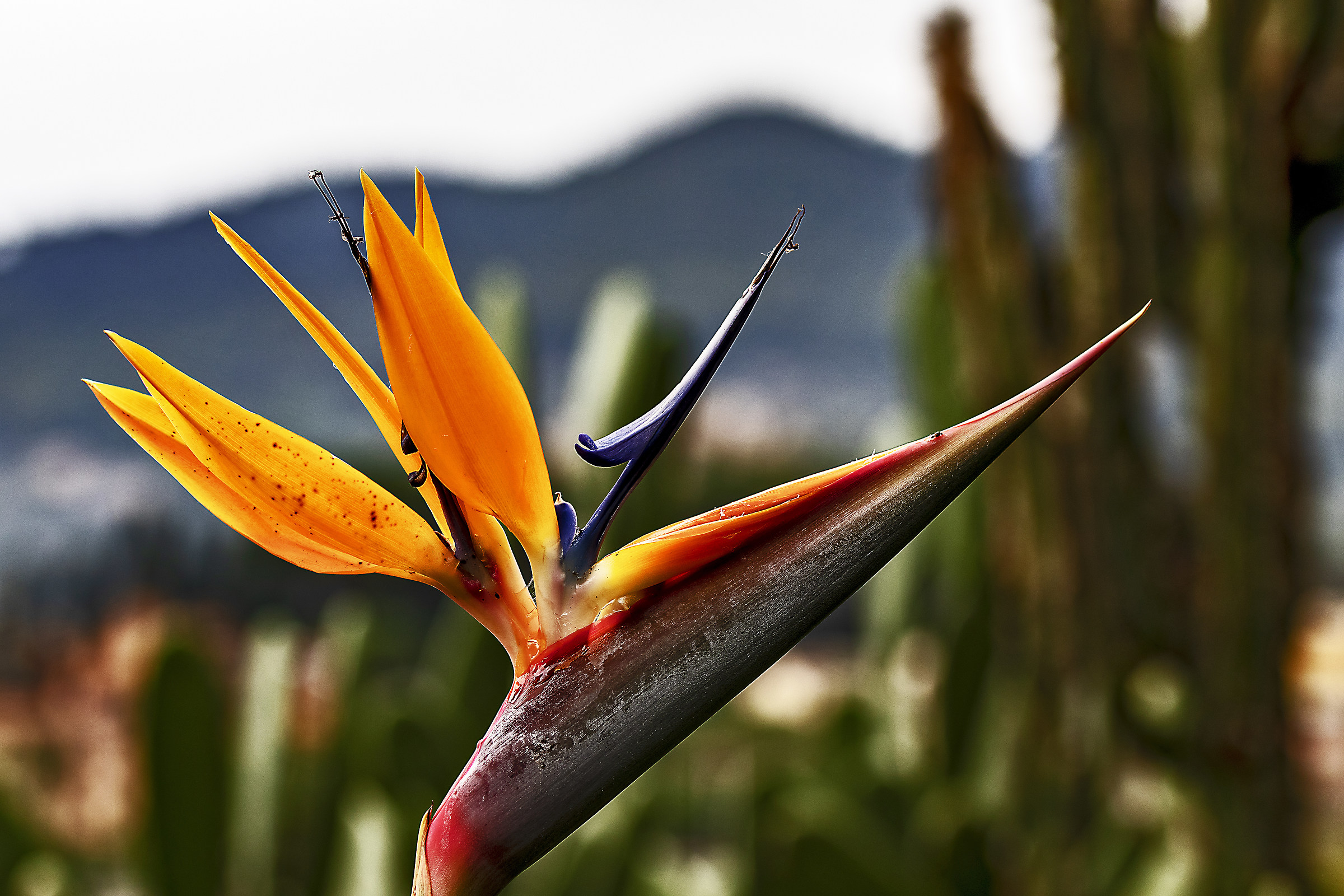 Sterlizia con panorama