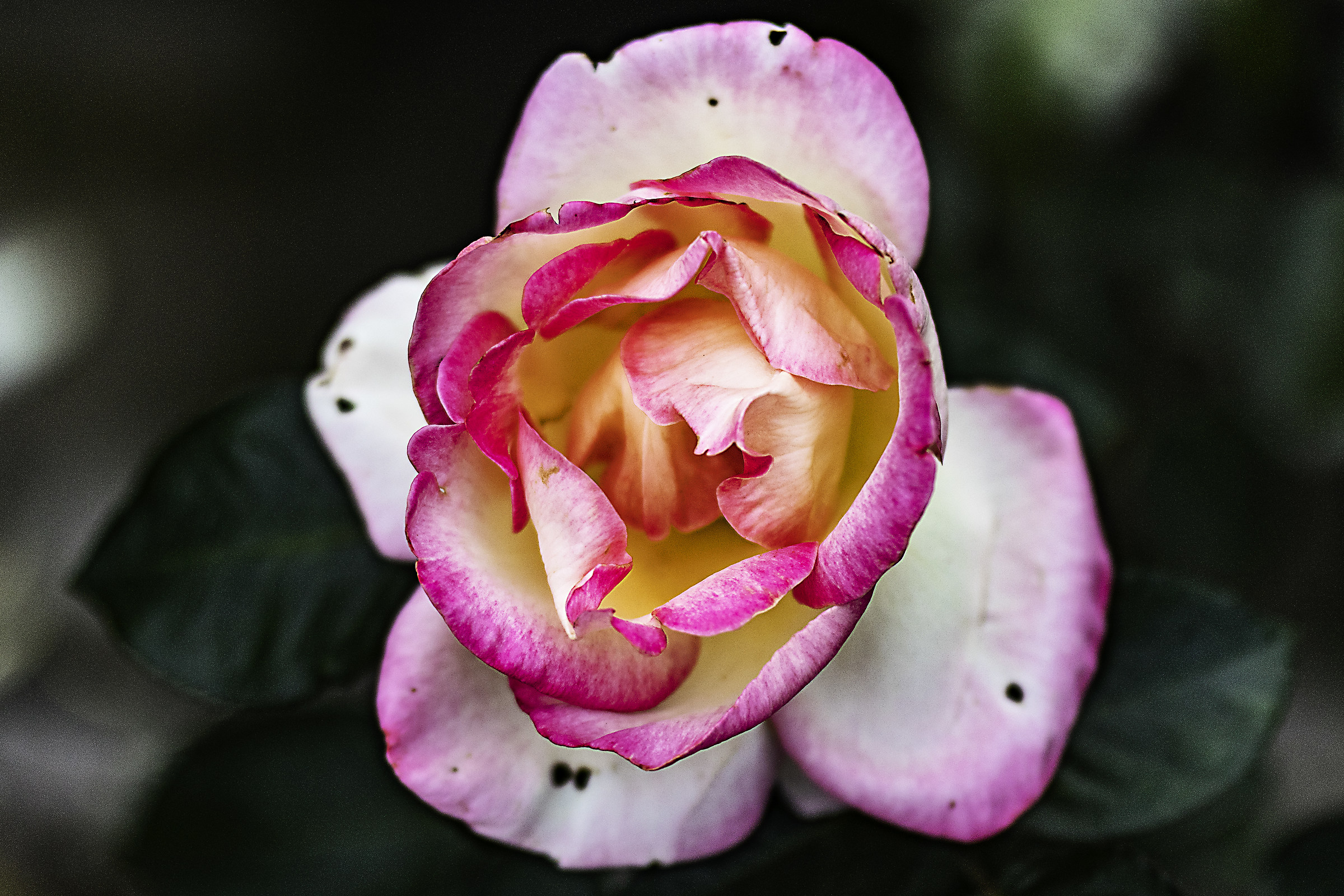 Inside the rose pierced