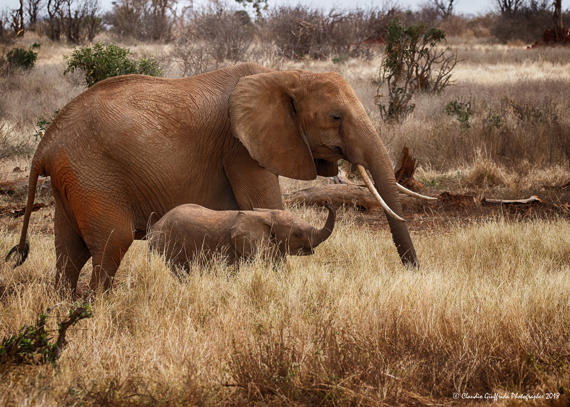 Come.. I'll explain the savannah..