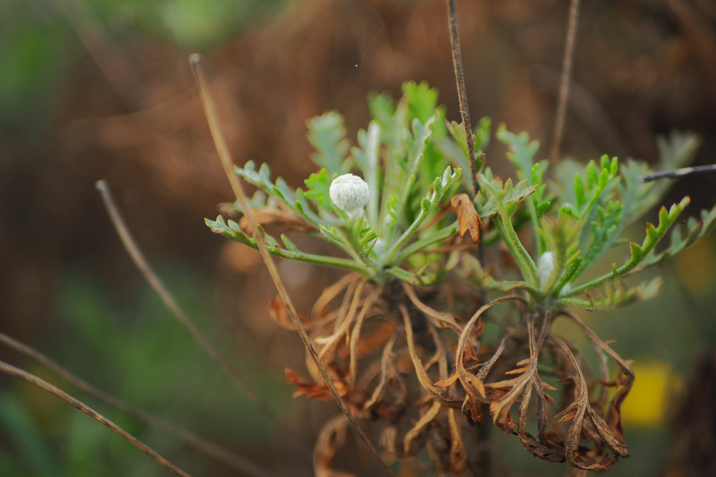 Di cosa... si tratta ?