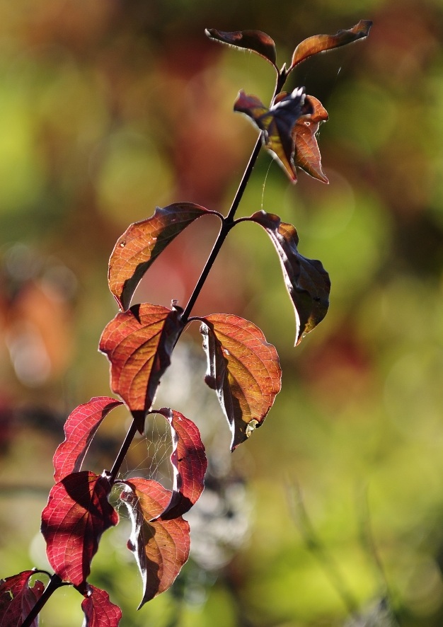 Autunno in controluce