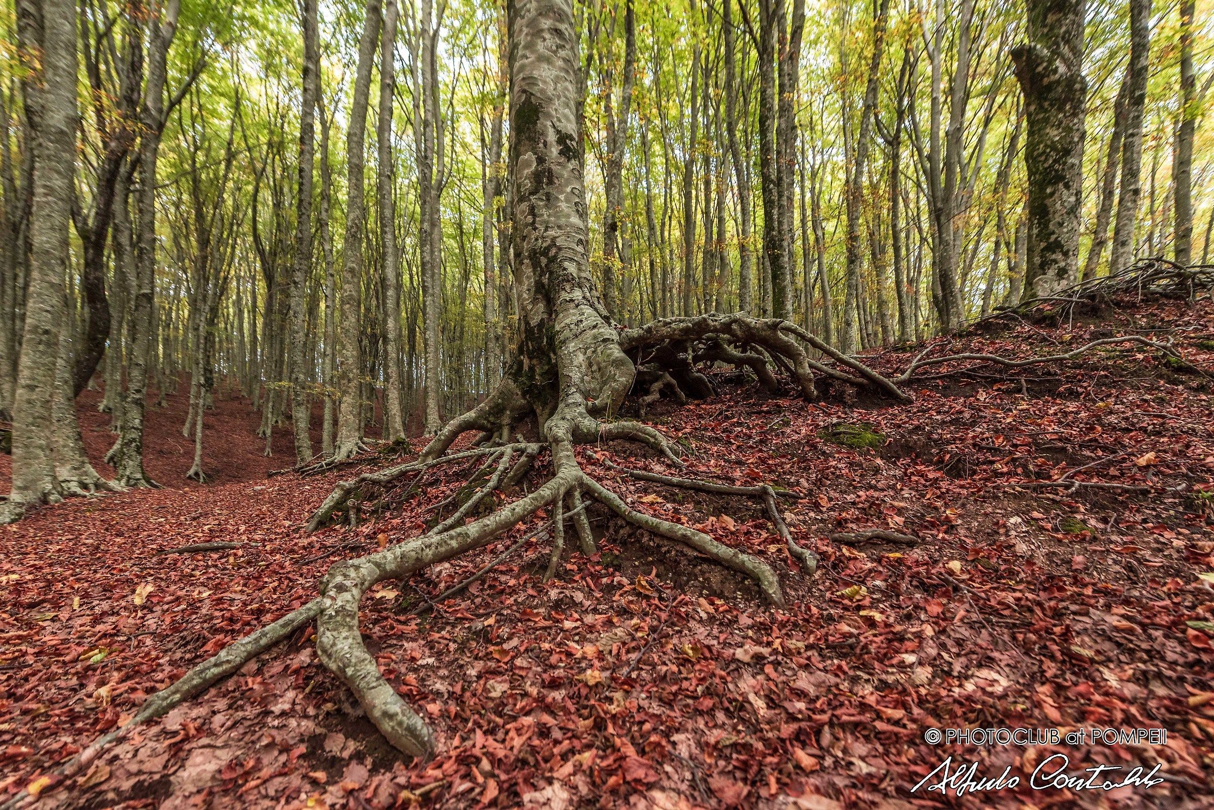 Roots or homage to Francesco Guccini.