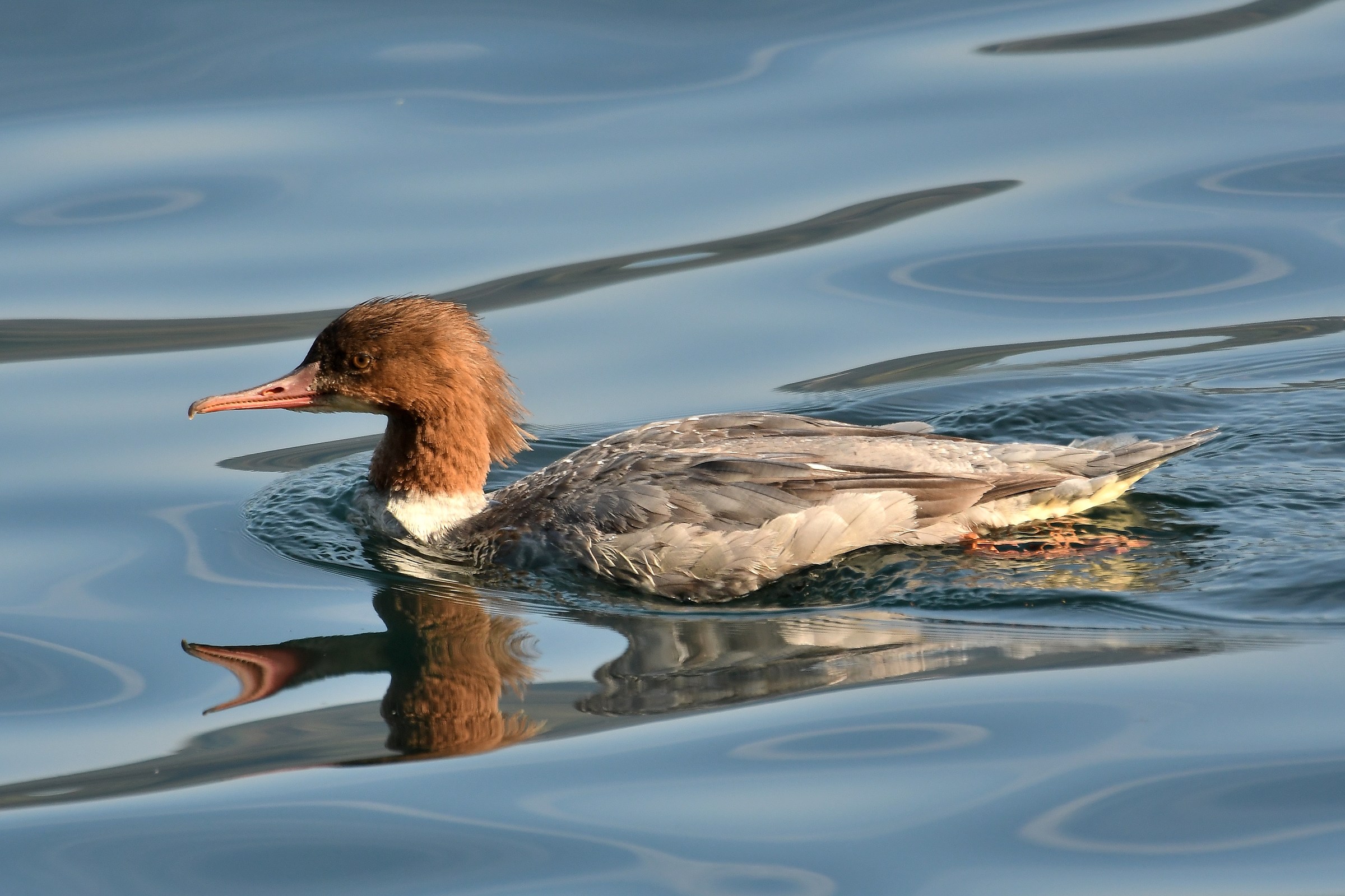 Mergus merganser