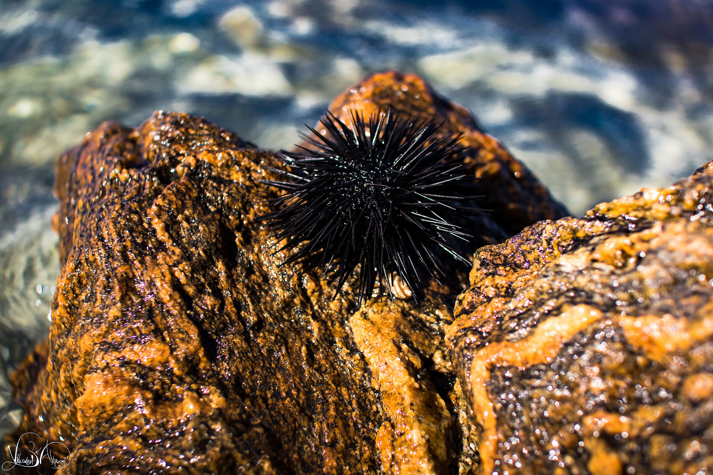 Sea urchin