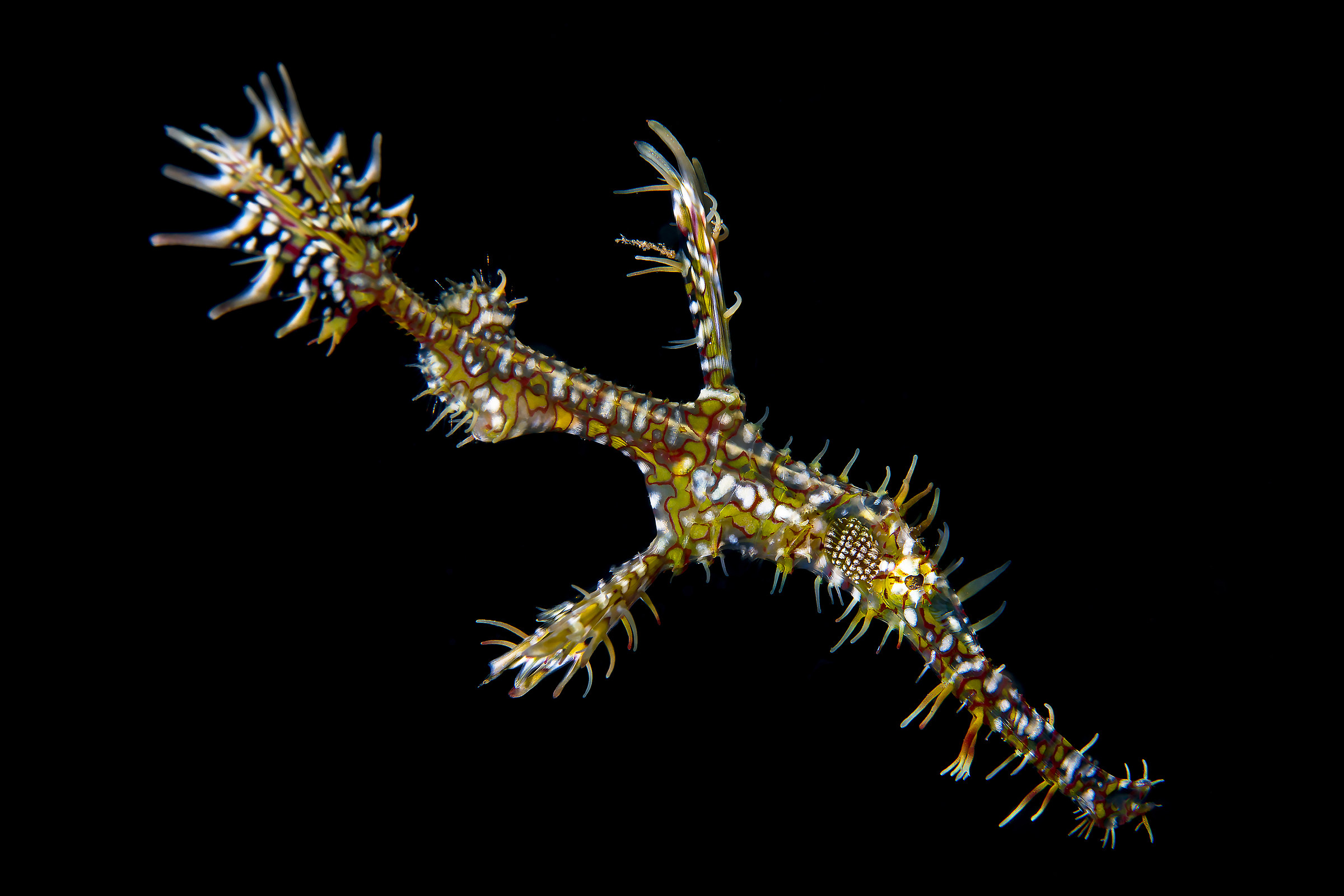 Solenostomus paradoxus