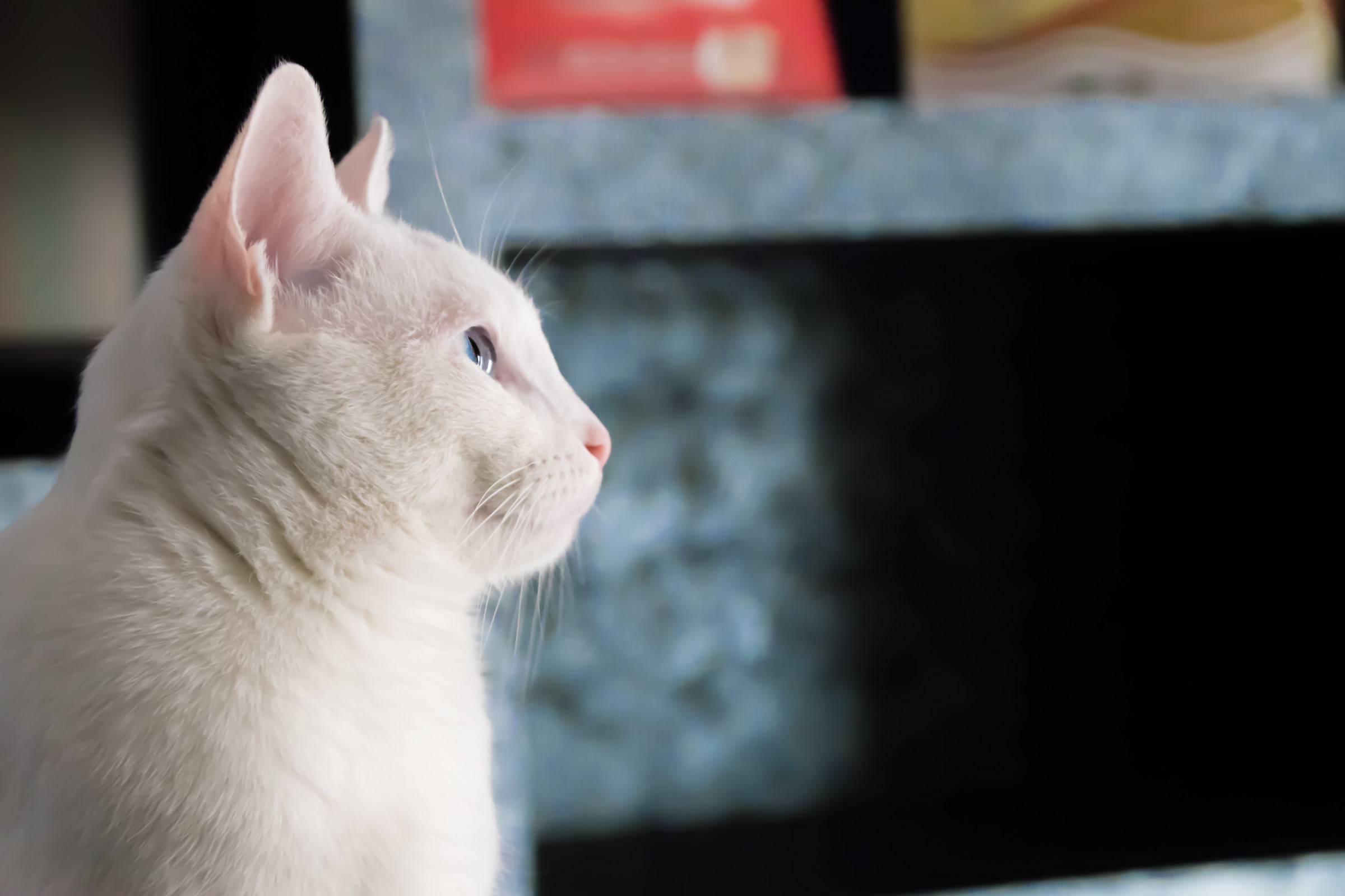 ritratto di un gatto