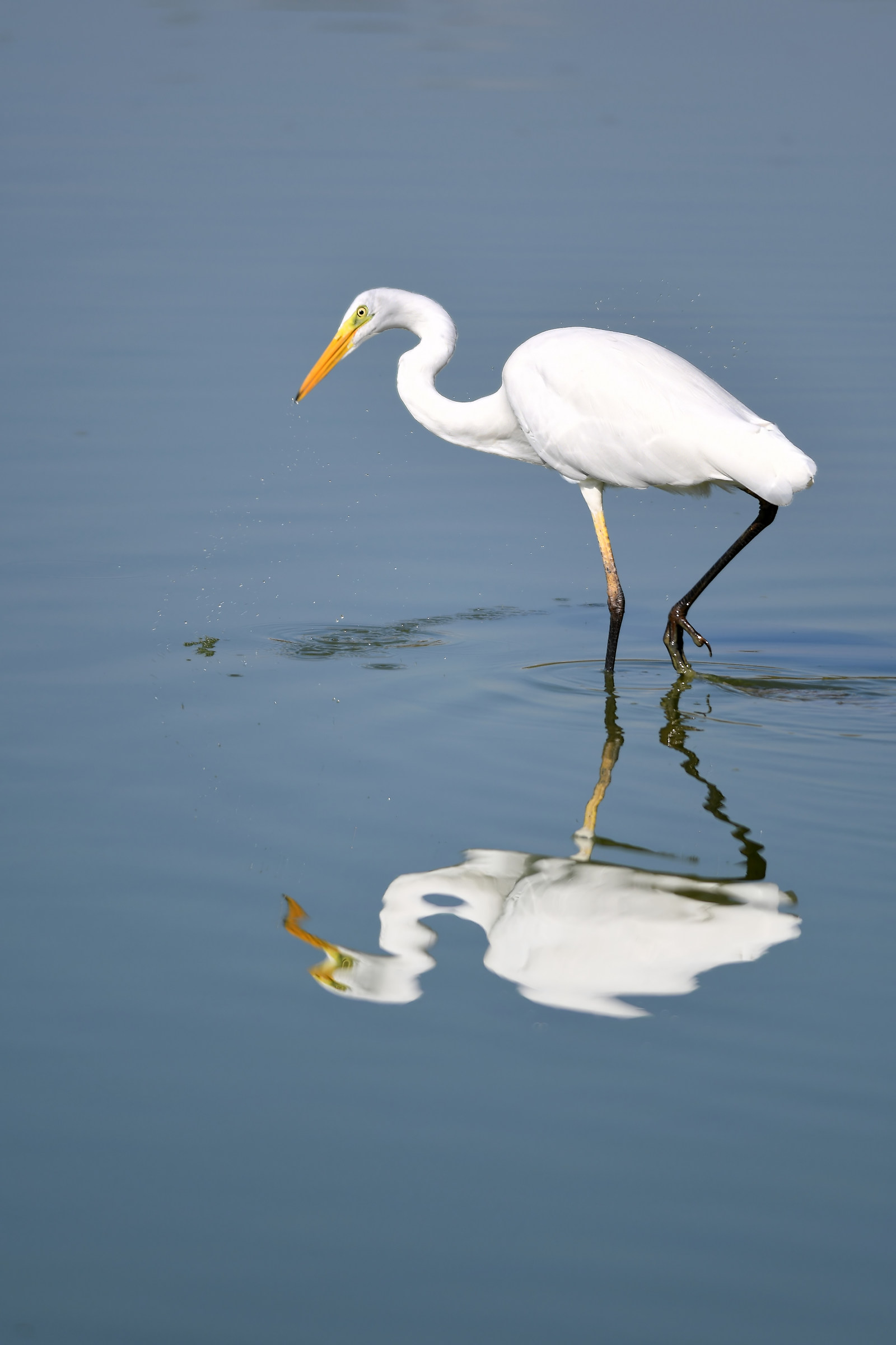 Greater White Heron