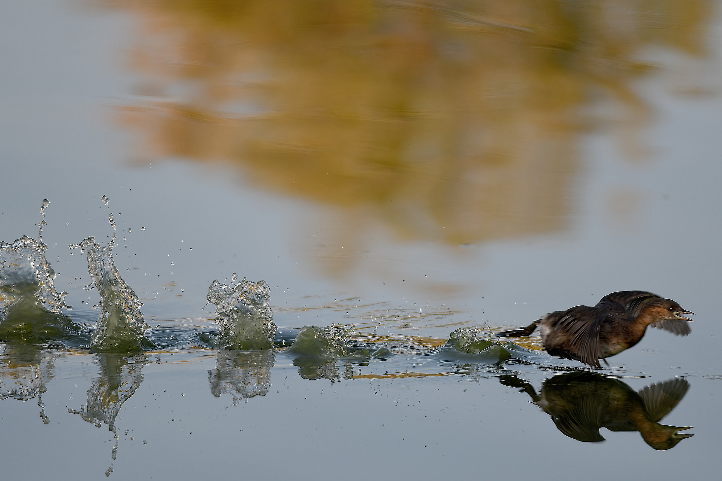 Little Grebe