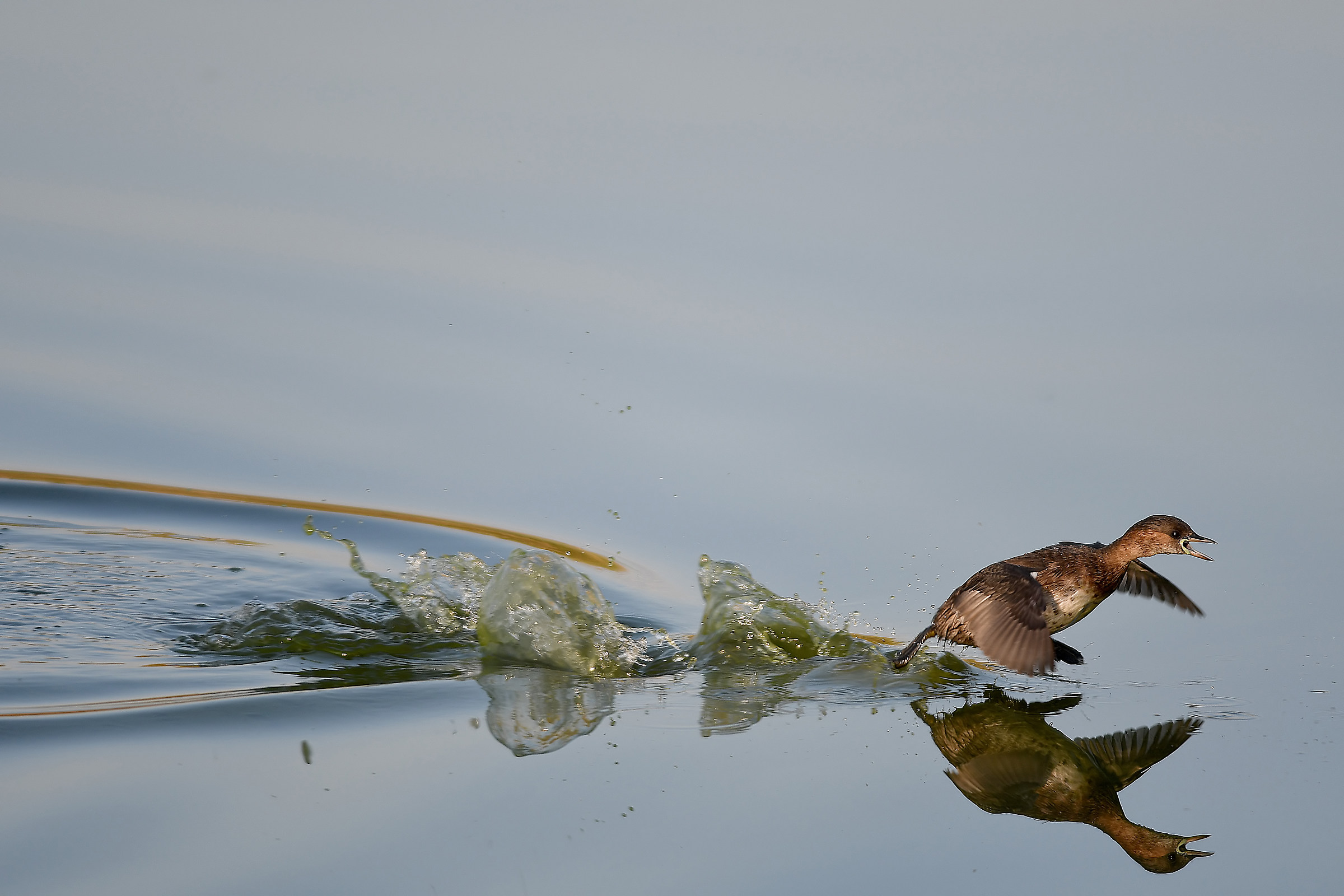 Little Grebe
