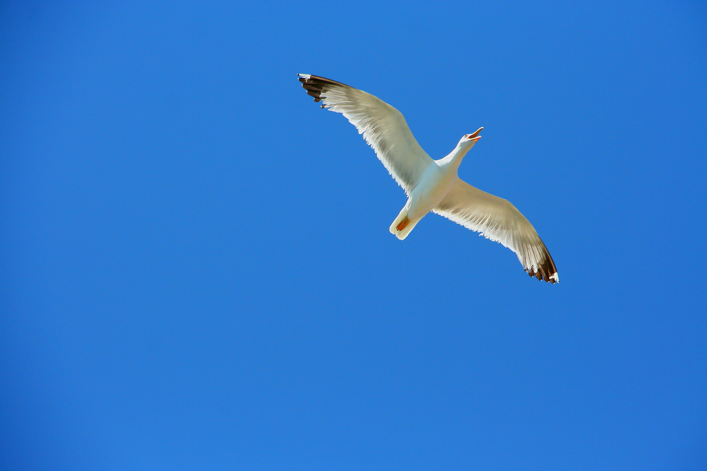 Common Seagull
