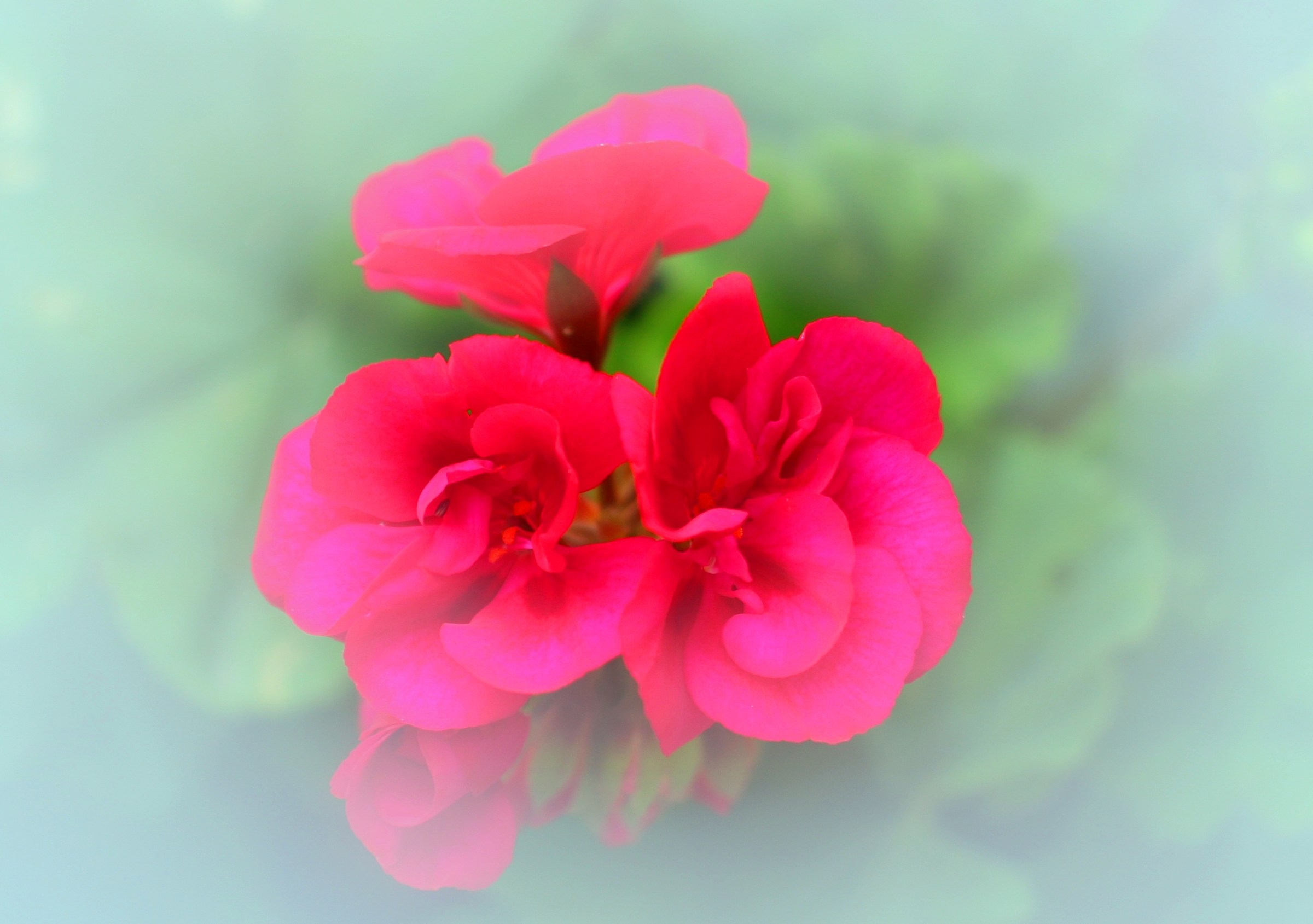 Appearance of Geranium
