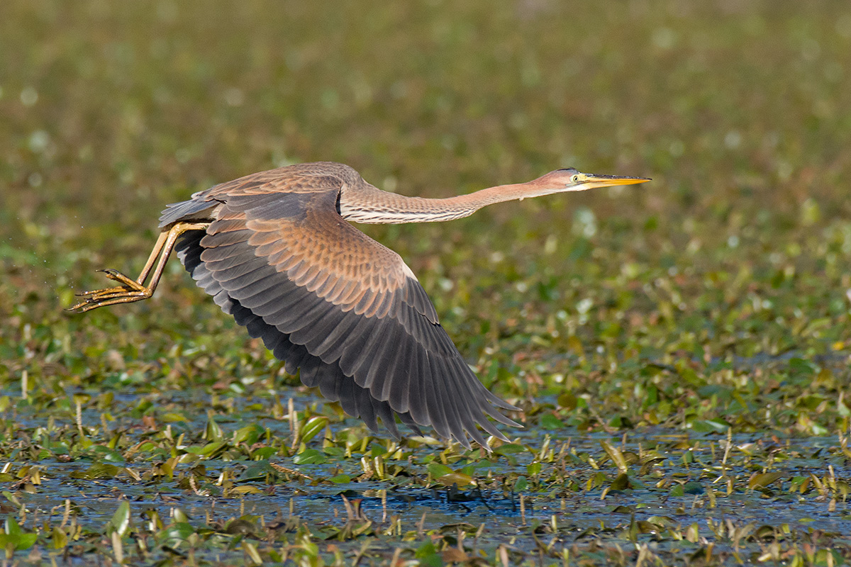 Red Heron in Detachment