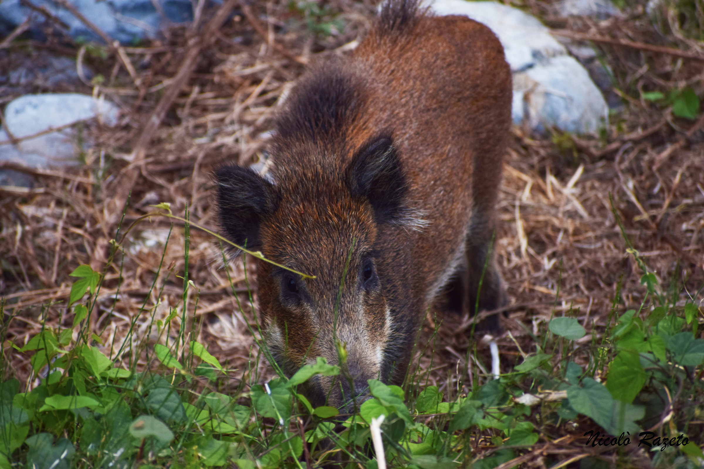 Wild boar