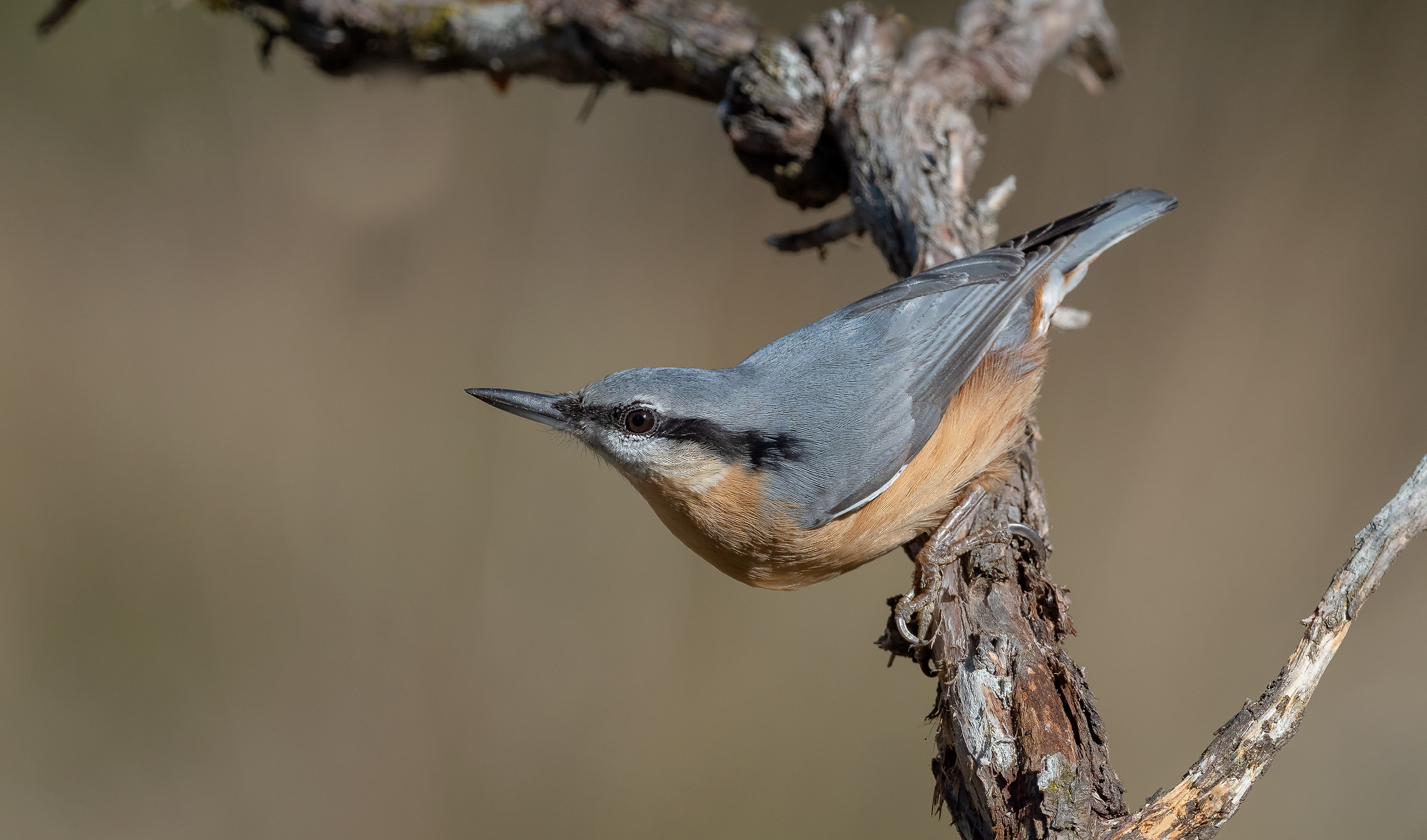 Nuthatch