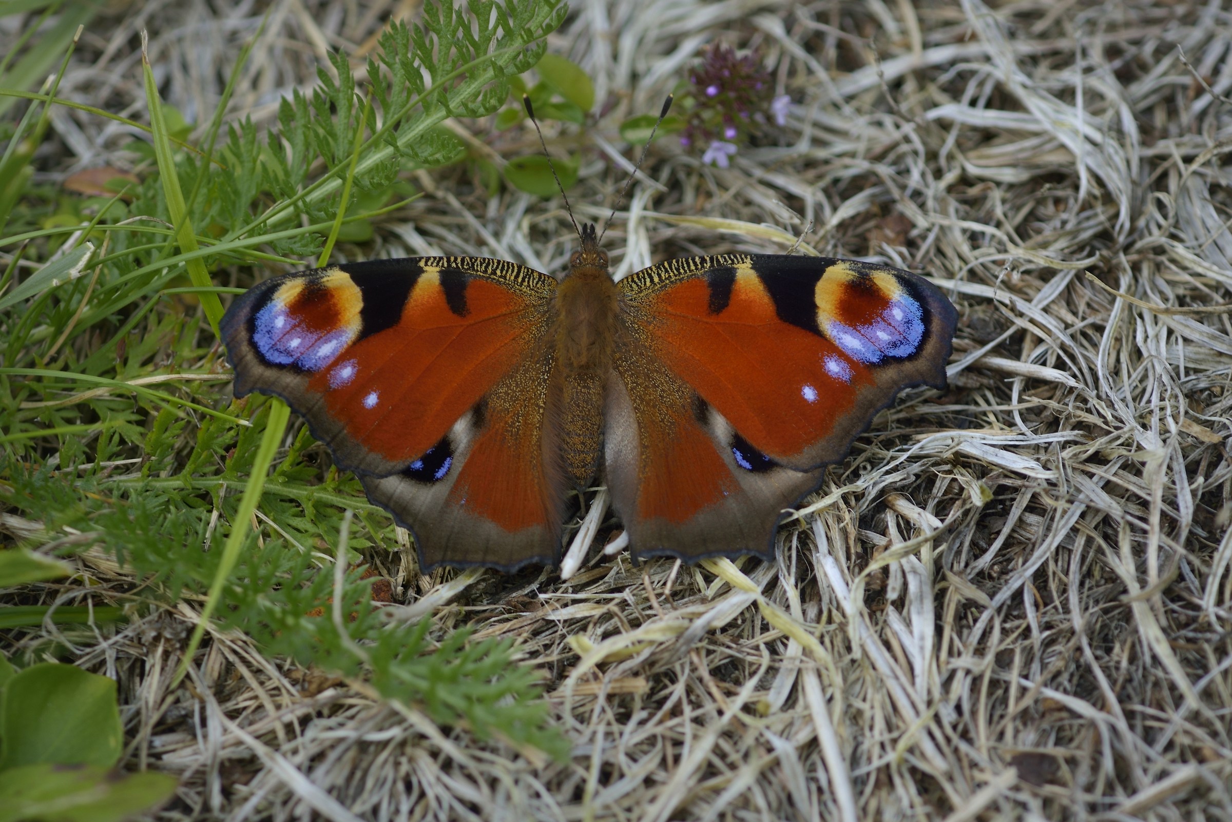 vanessa Io colta al volo....