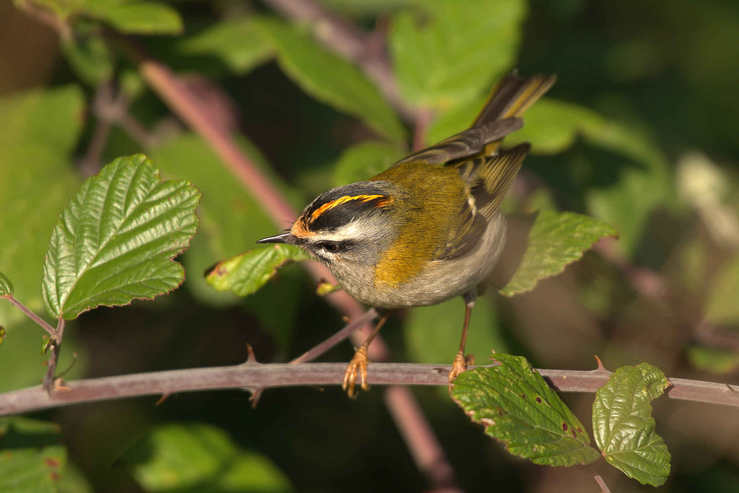 Firecrest