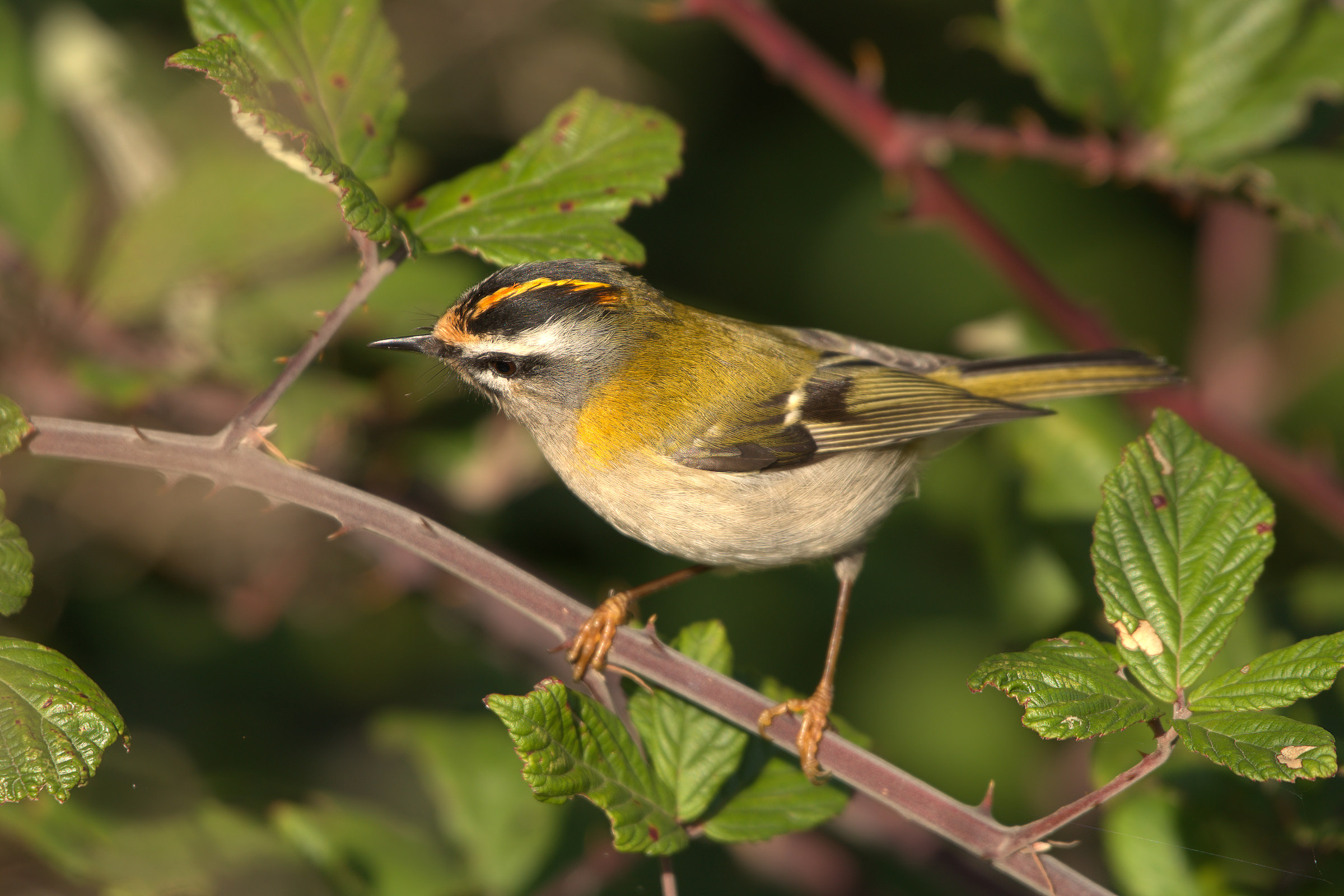Firecrest