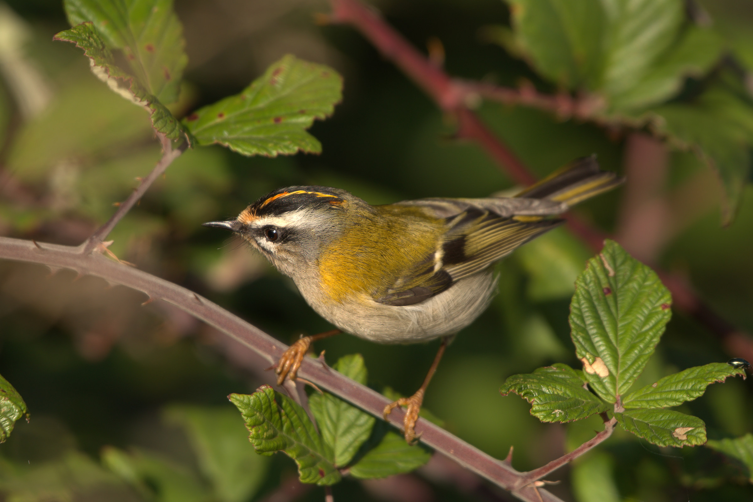 Firecrest
