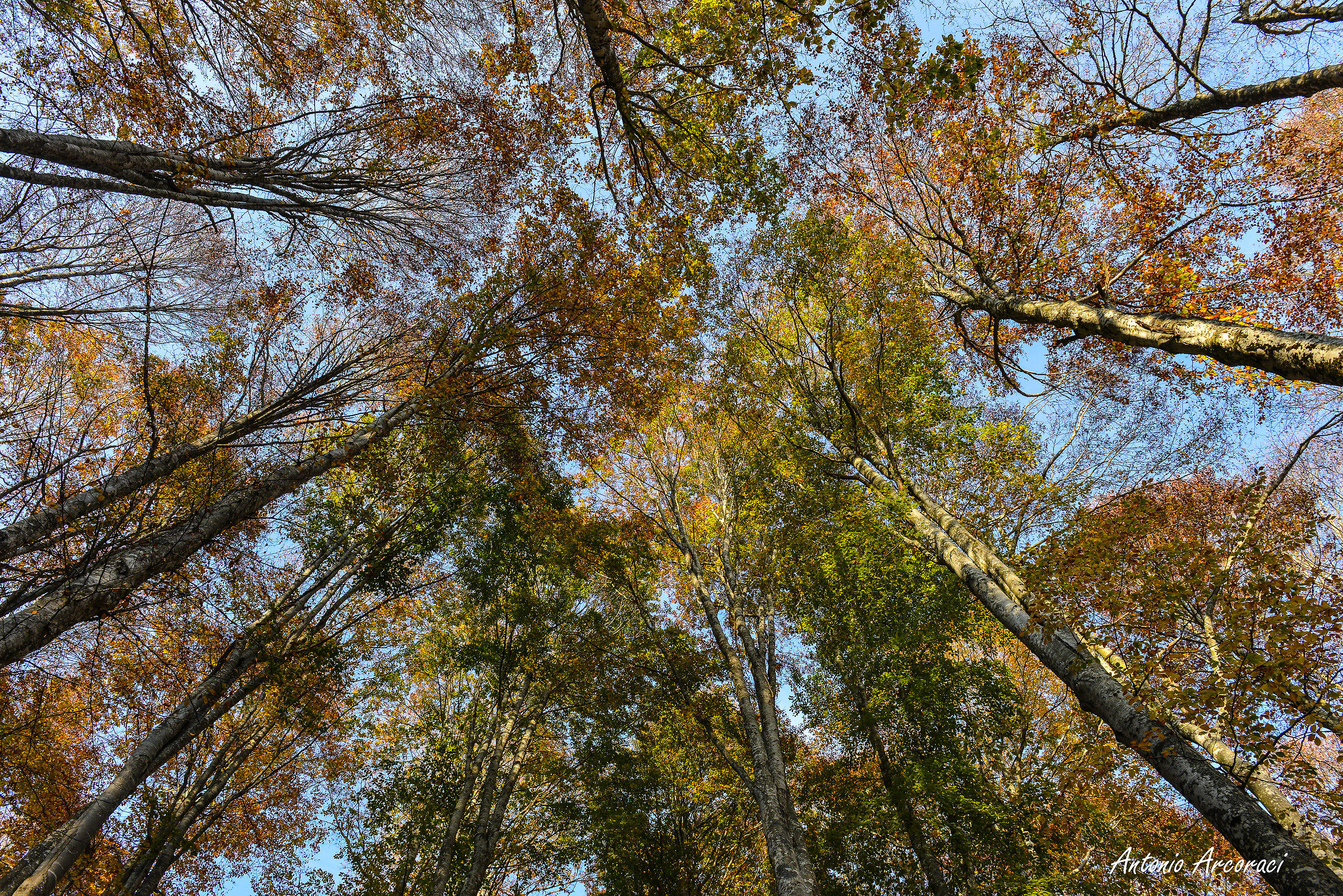 Colori d'autunno sul Cansiglio