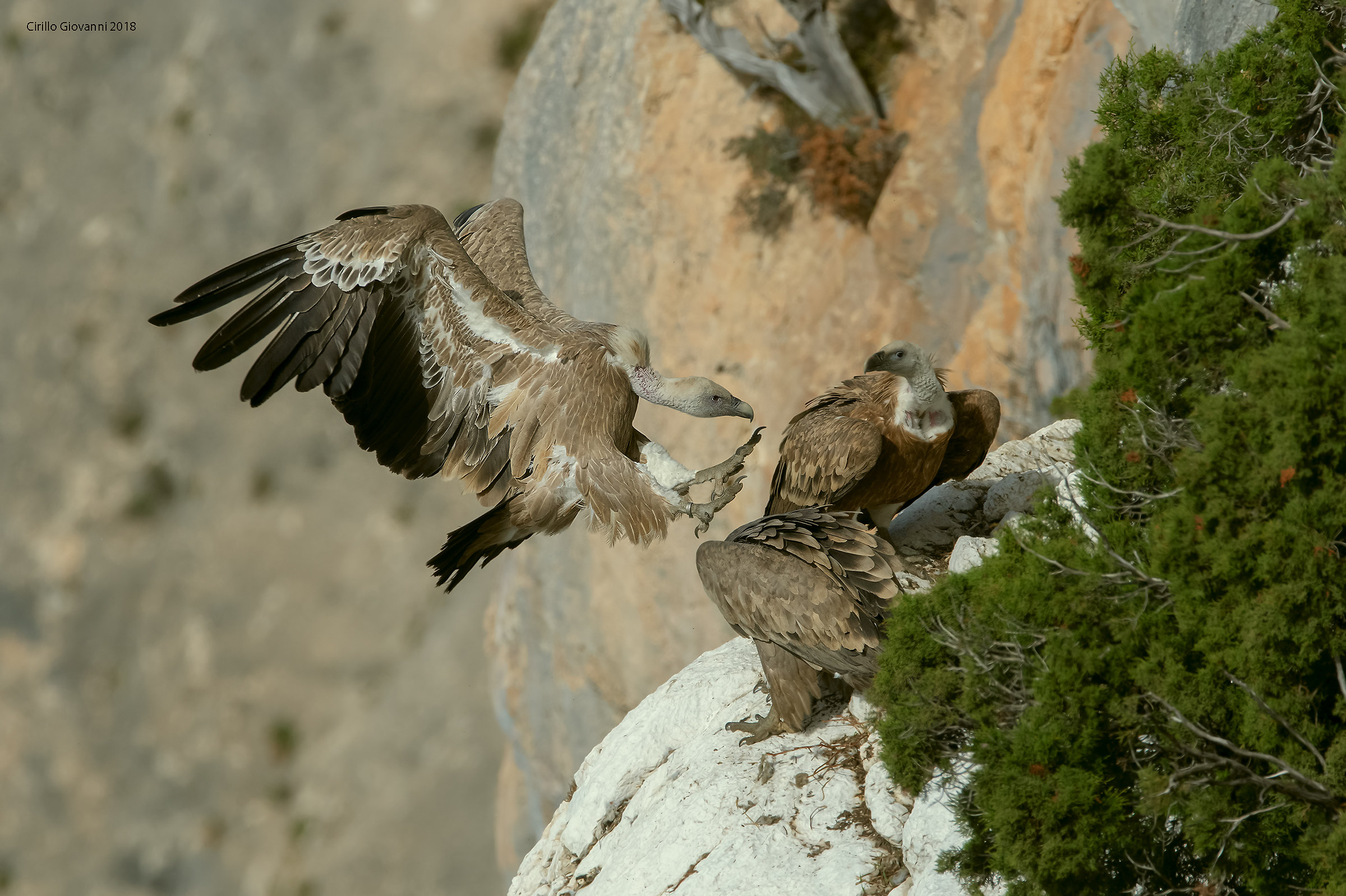 Griffin in Ariivoooo