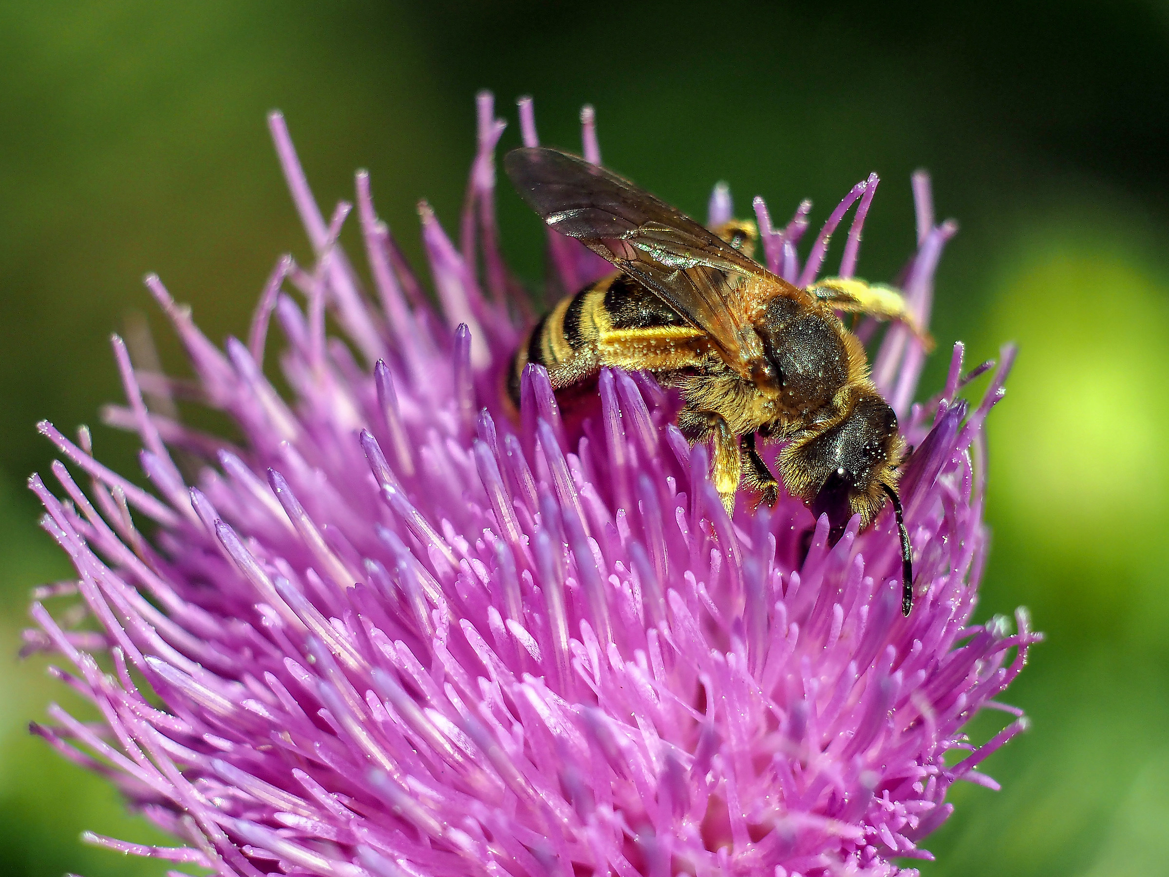 Non infastidirmi sto facendo uno spuntino