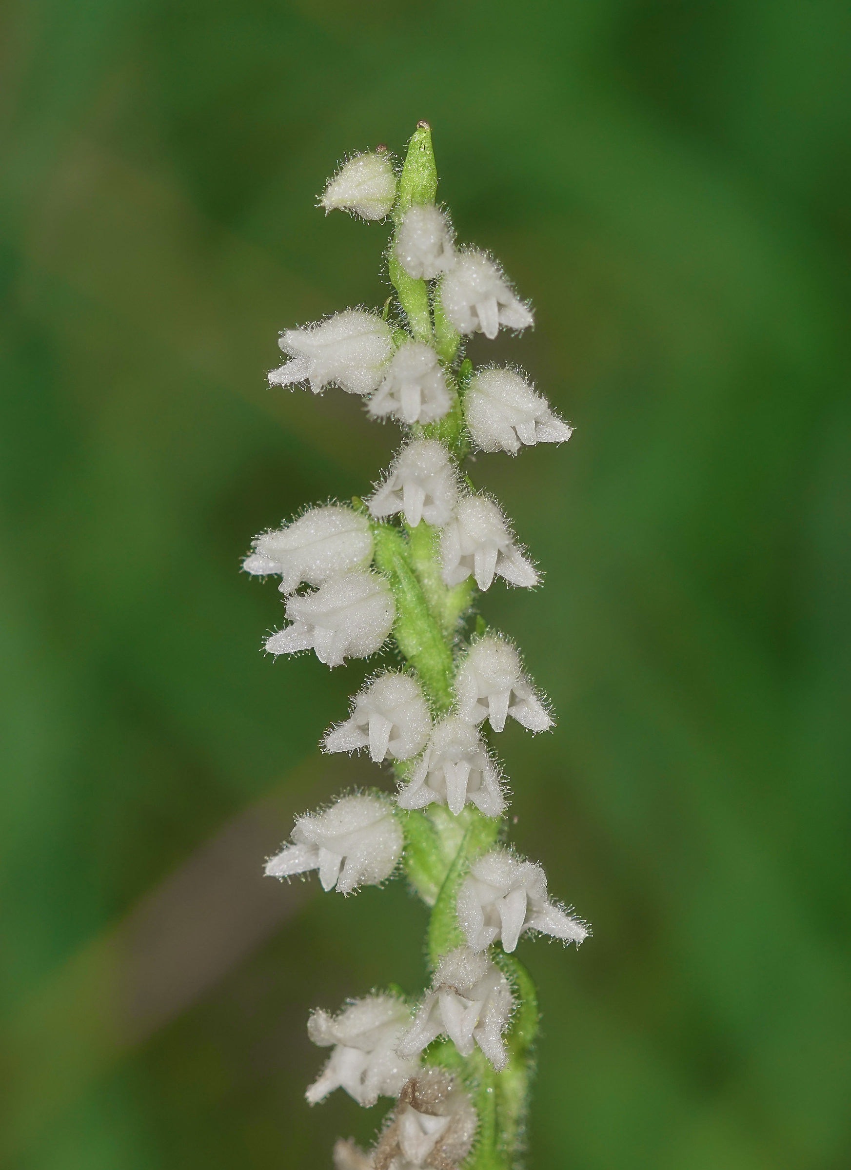 Goodyera repens