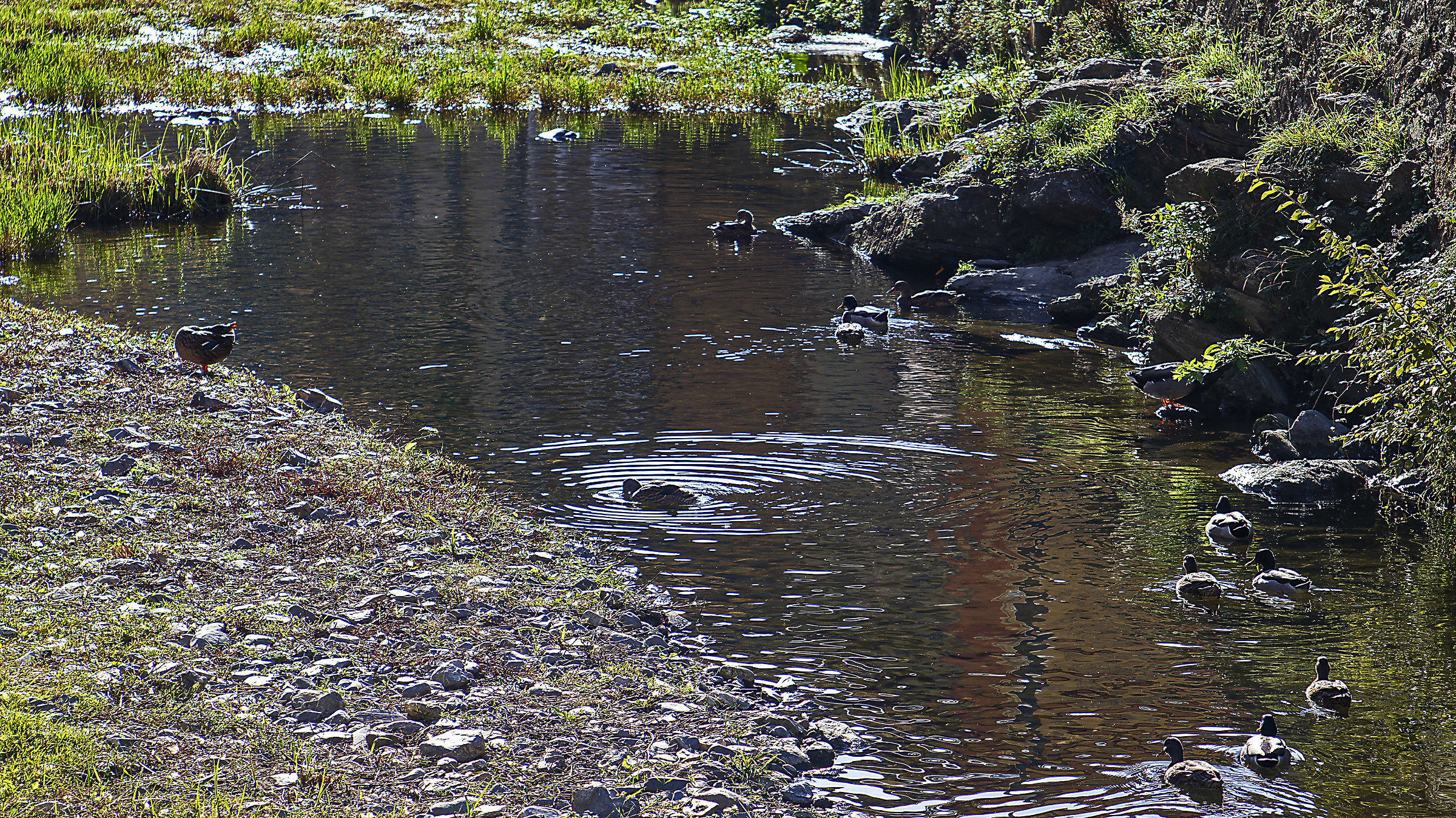 Il paradiso delle signorine
