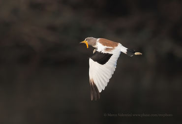 Vanellus albiceps