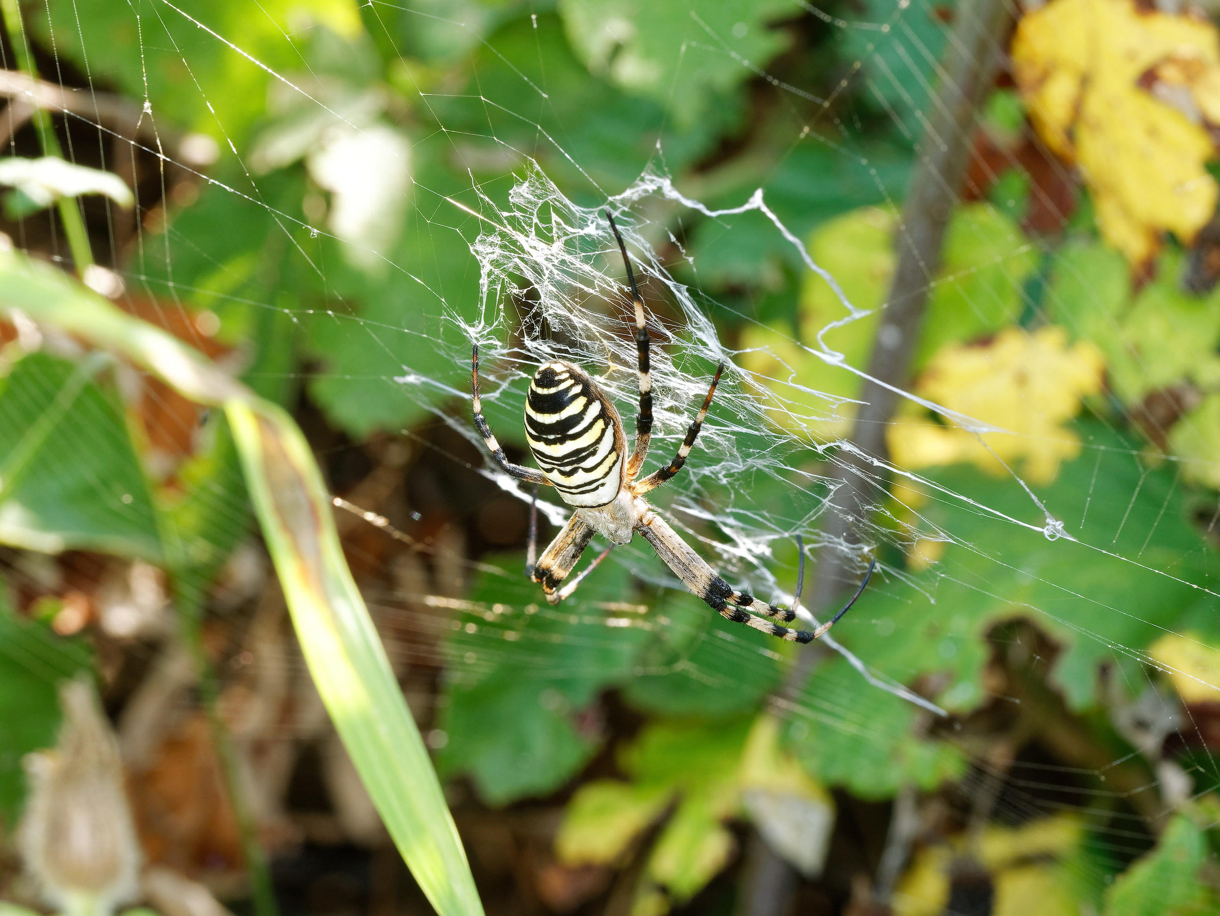 Wasp Spider