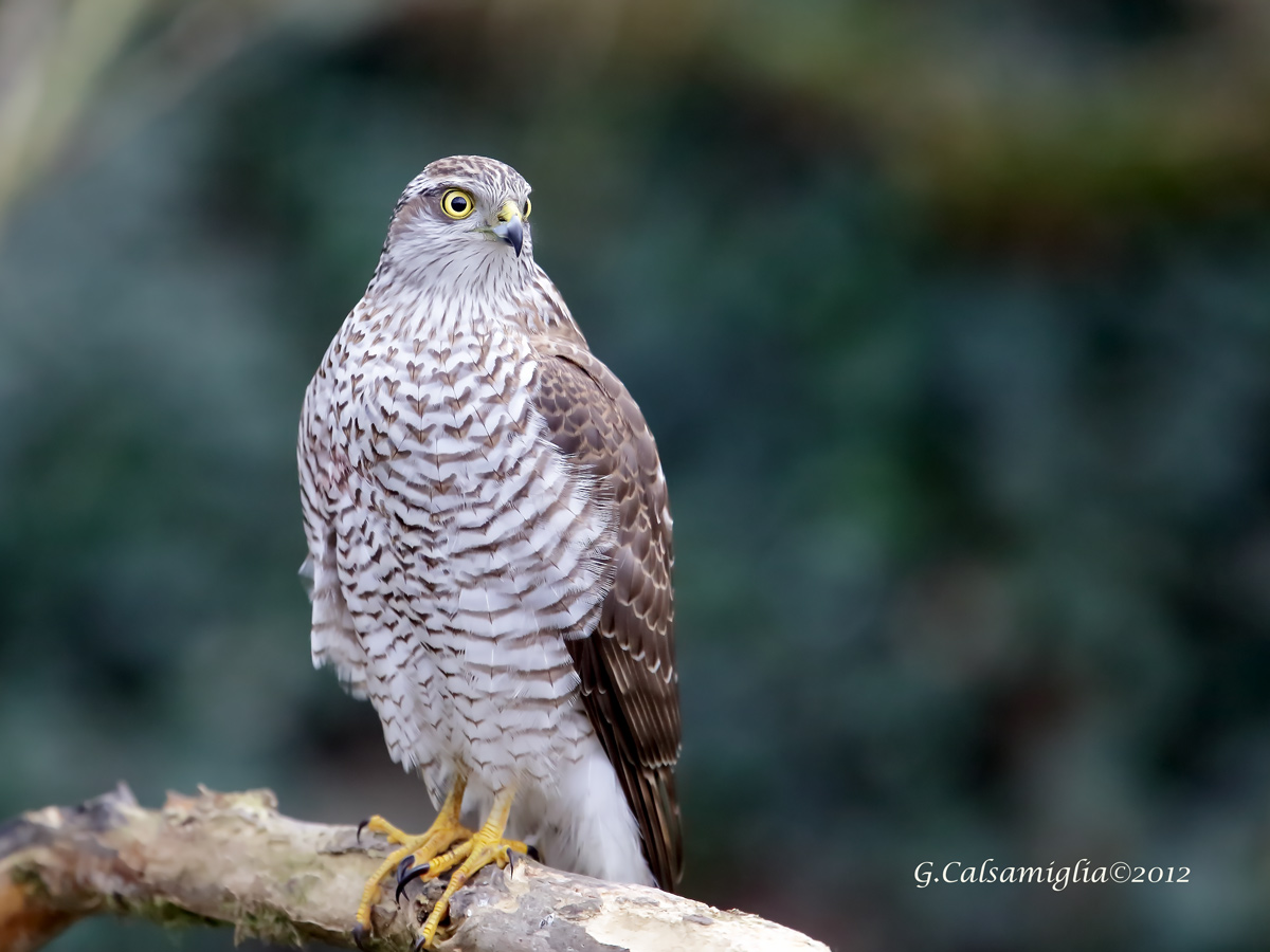 Sparviere ( femmina ) - Accipiter nisus