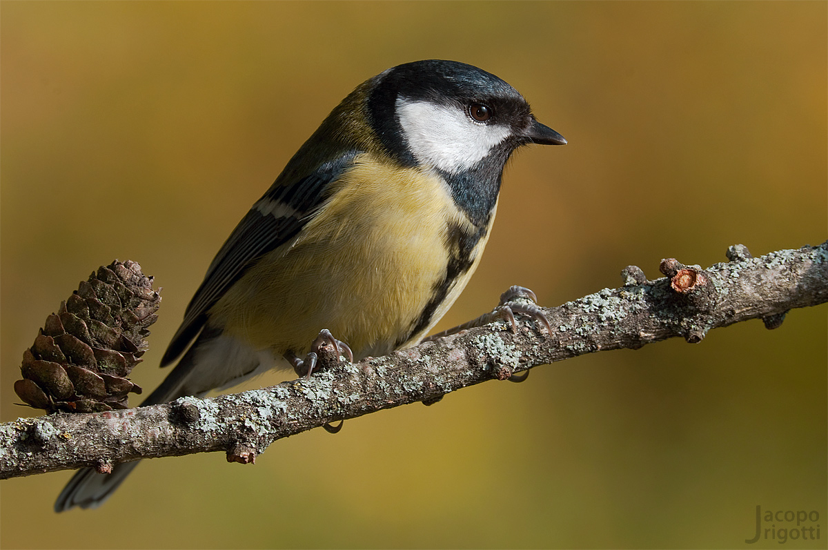 Great Tit
