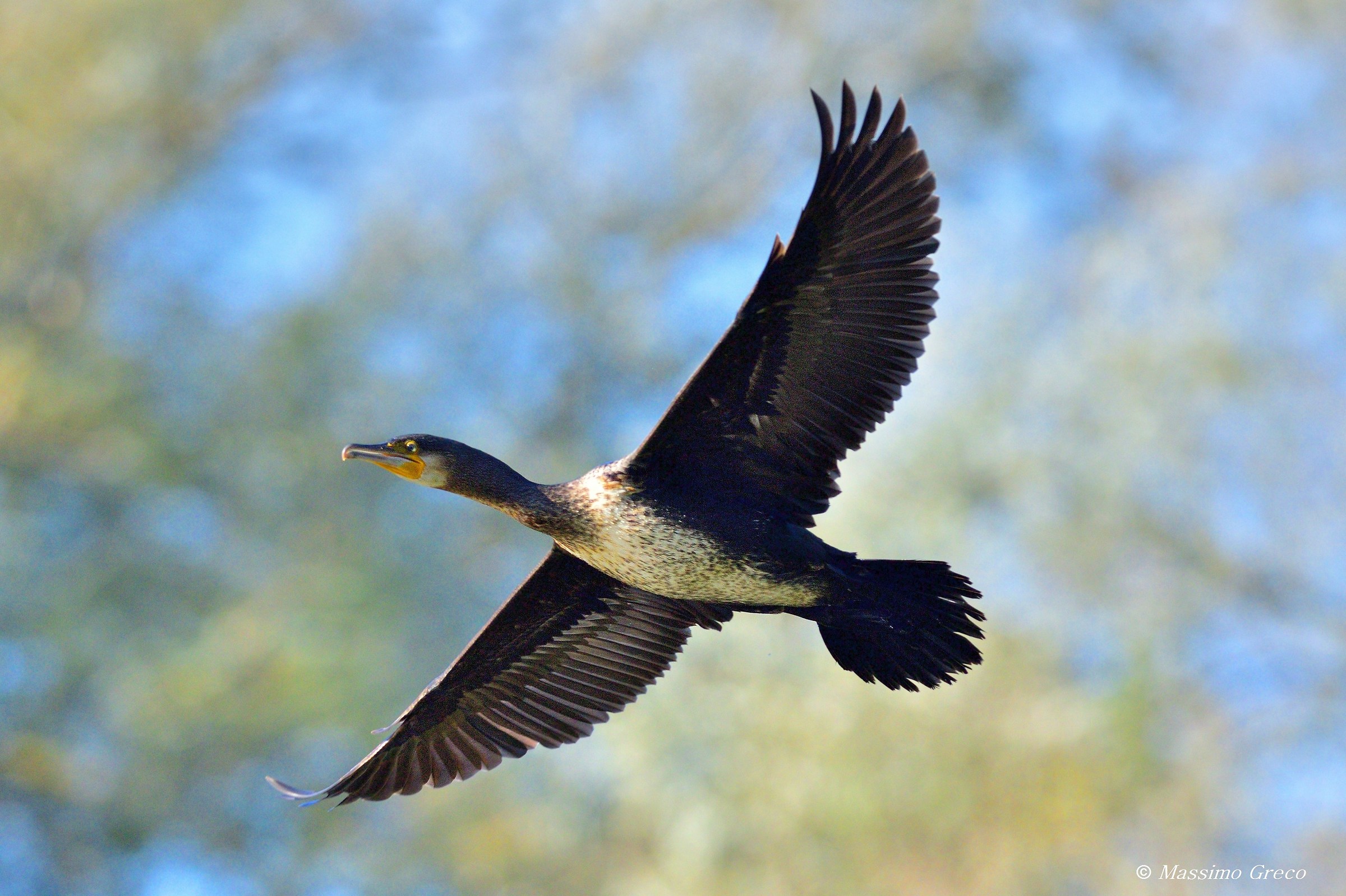 Cormorano