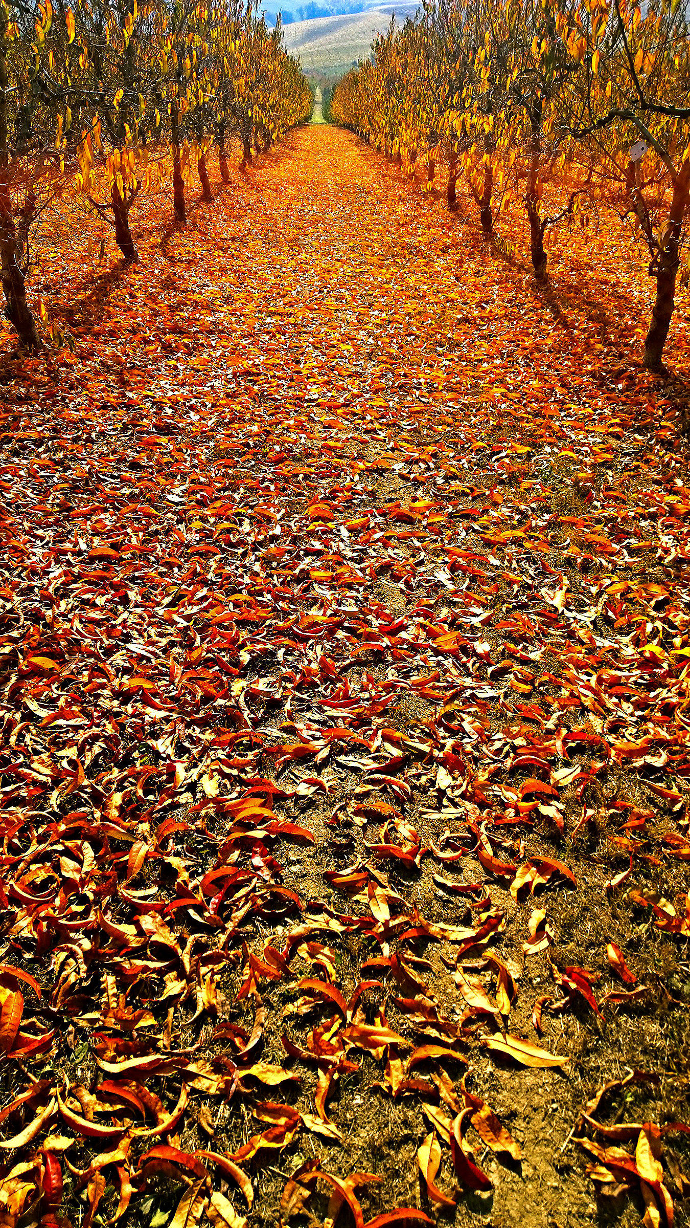 Marche, the Valdaso and its peaches in autumn...