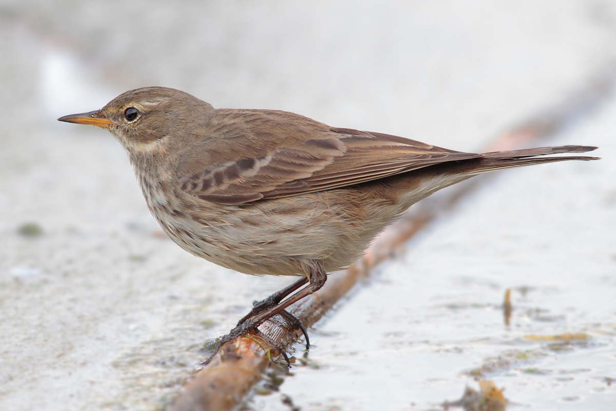 Pipit