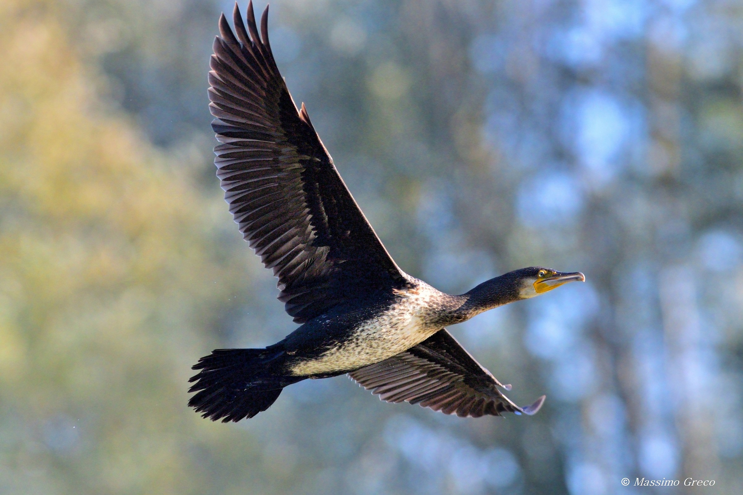 Cormorano