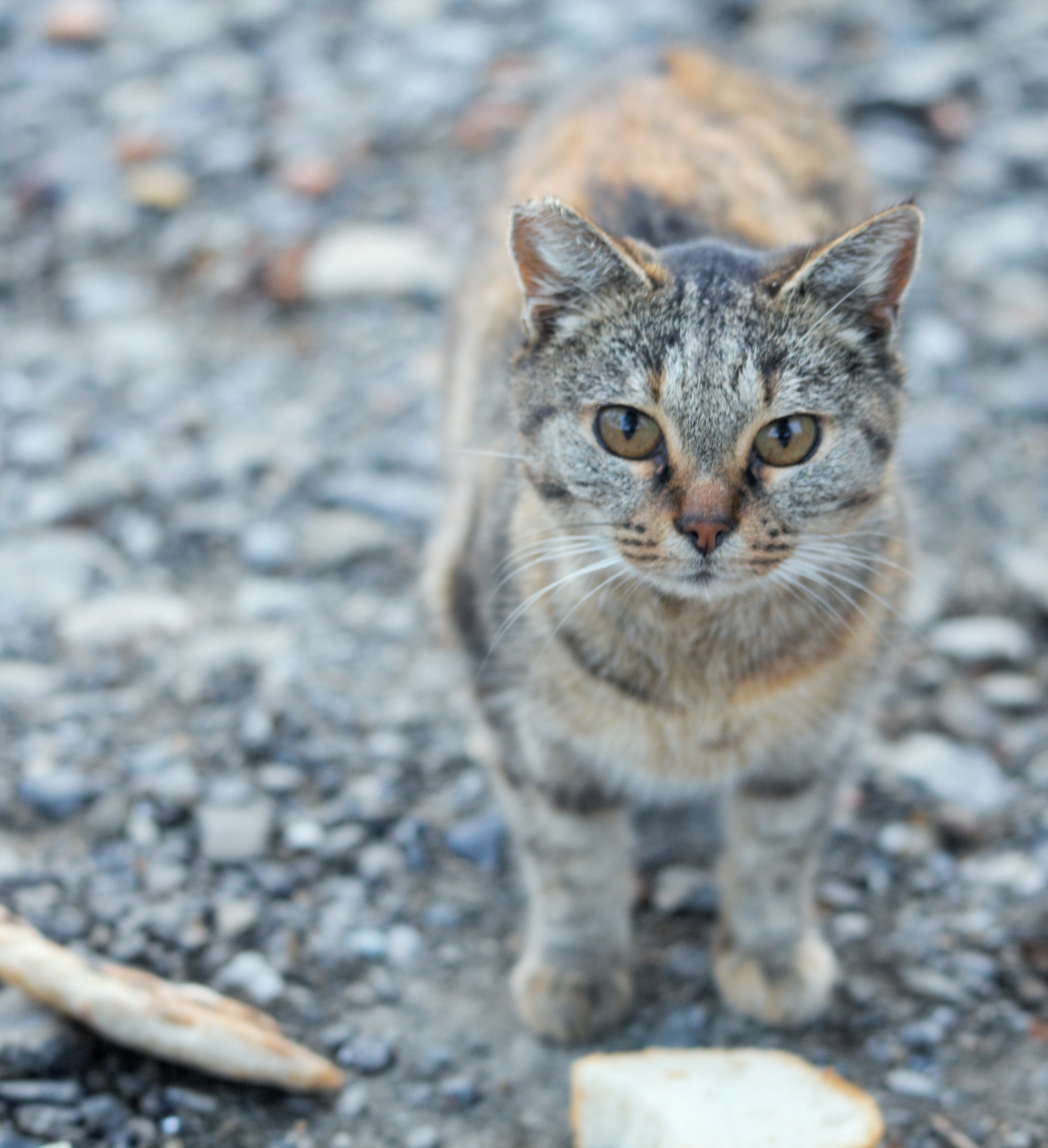 Stray don't pretend you don't see me I'm nice