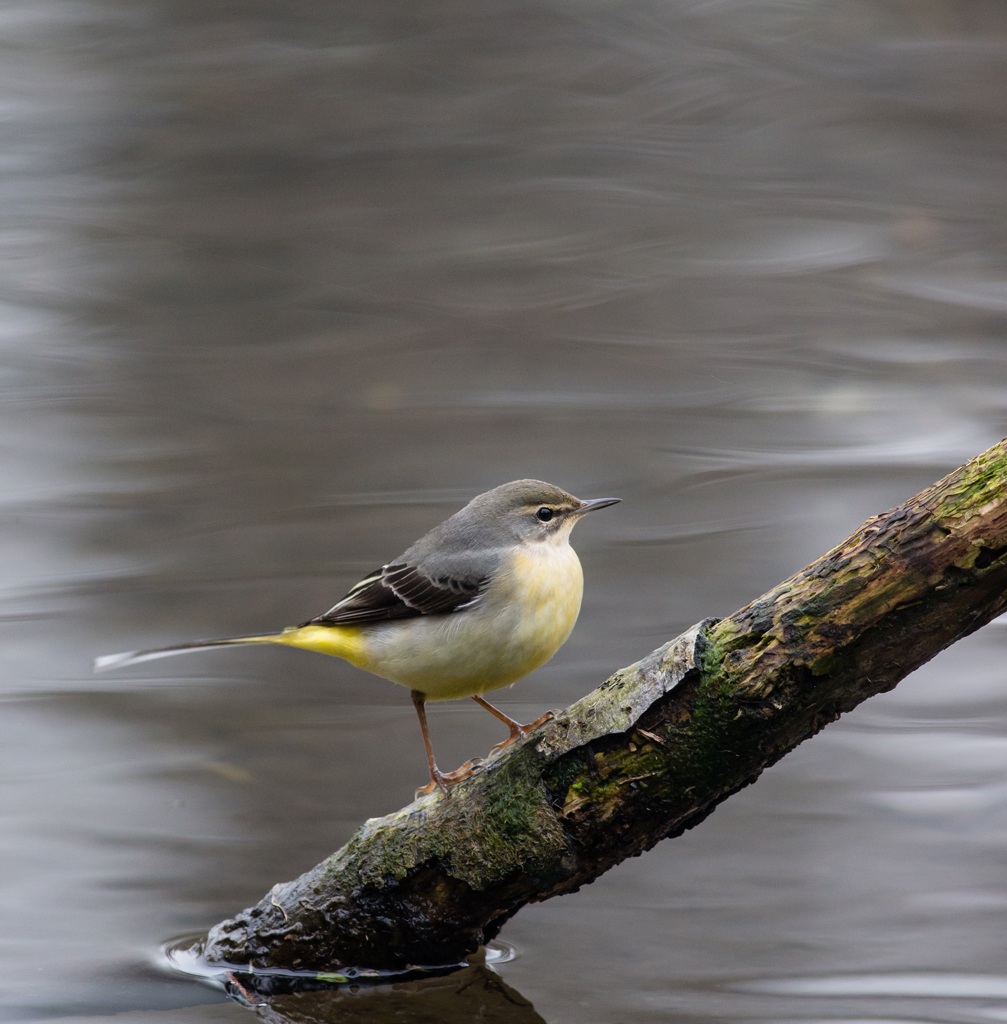 Wagtail