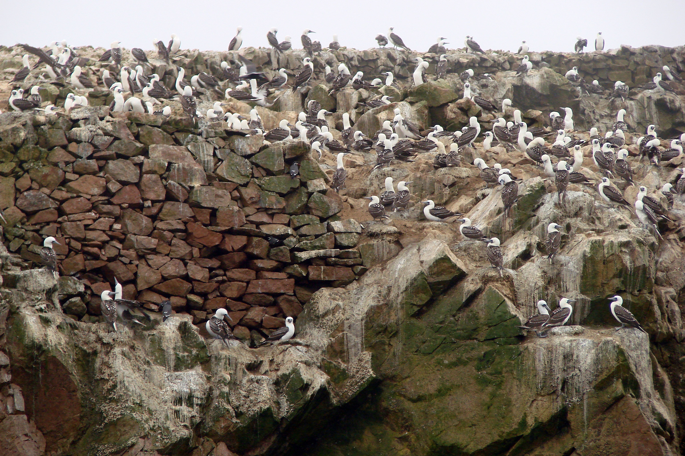 Islas Ballestas: Blue-footed