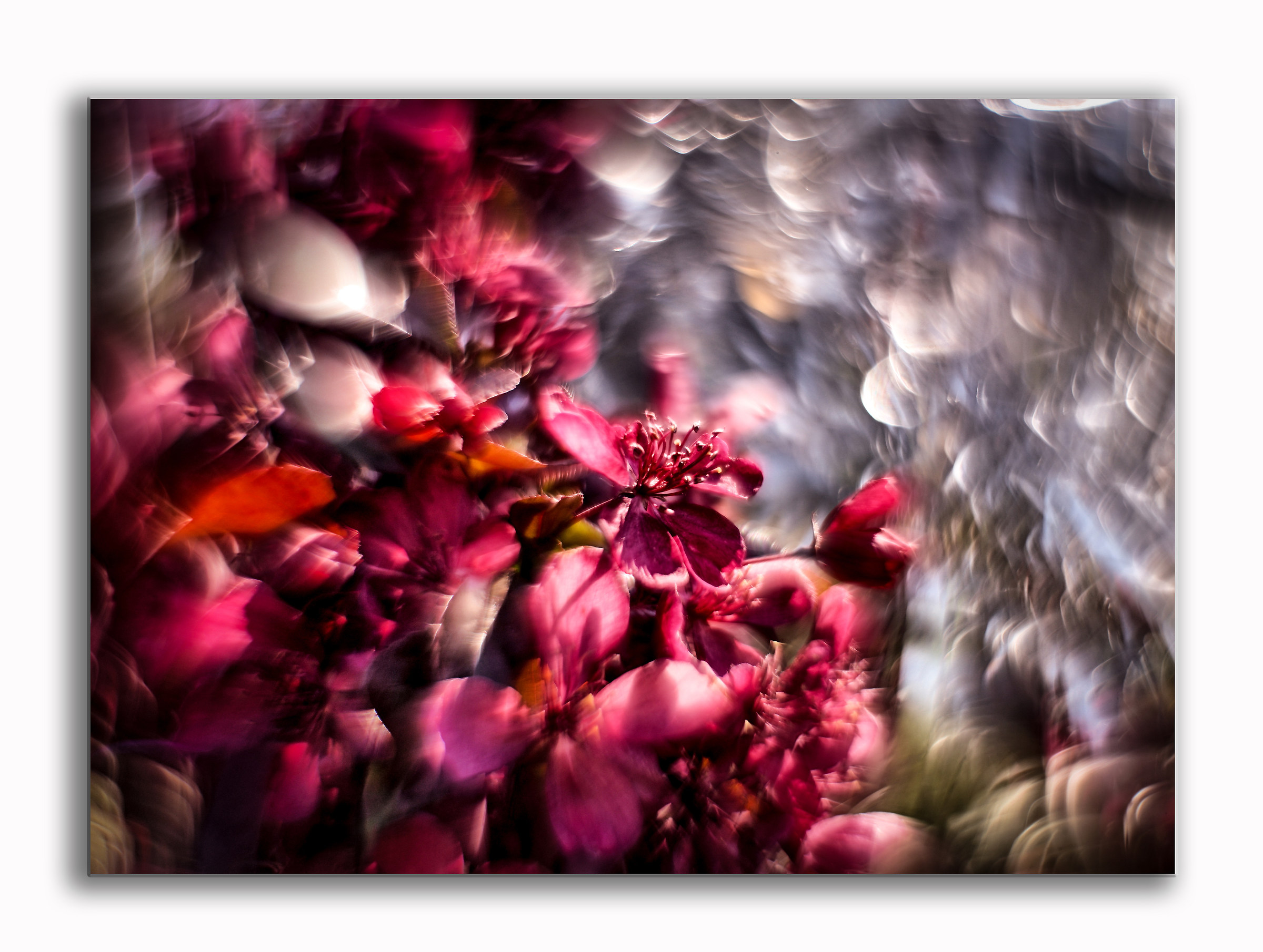 Where have all the Flowers Gone