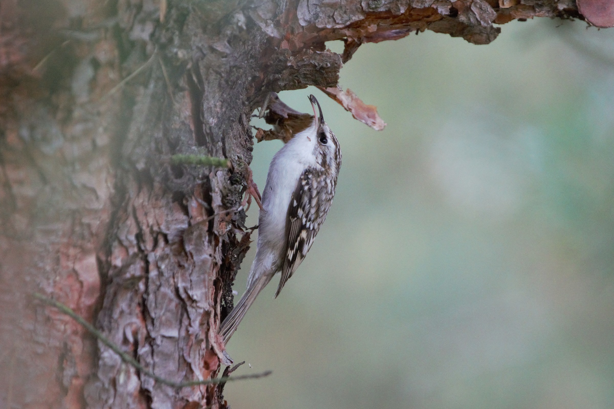 Eurasian treecreeper (Certhia familiaris)