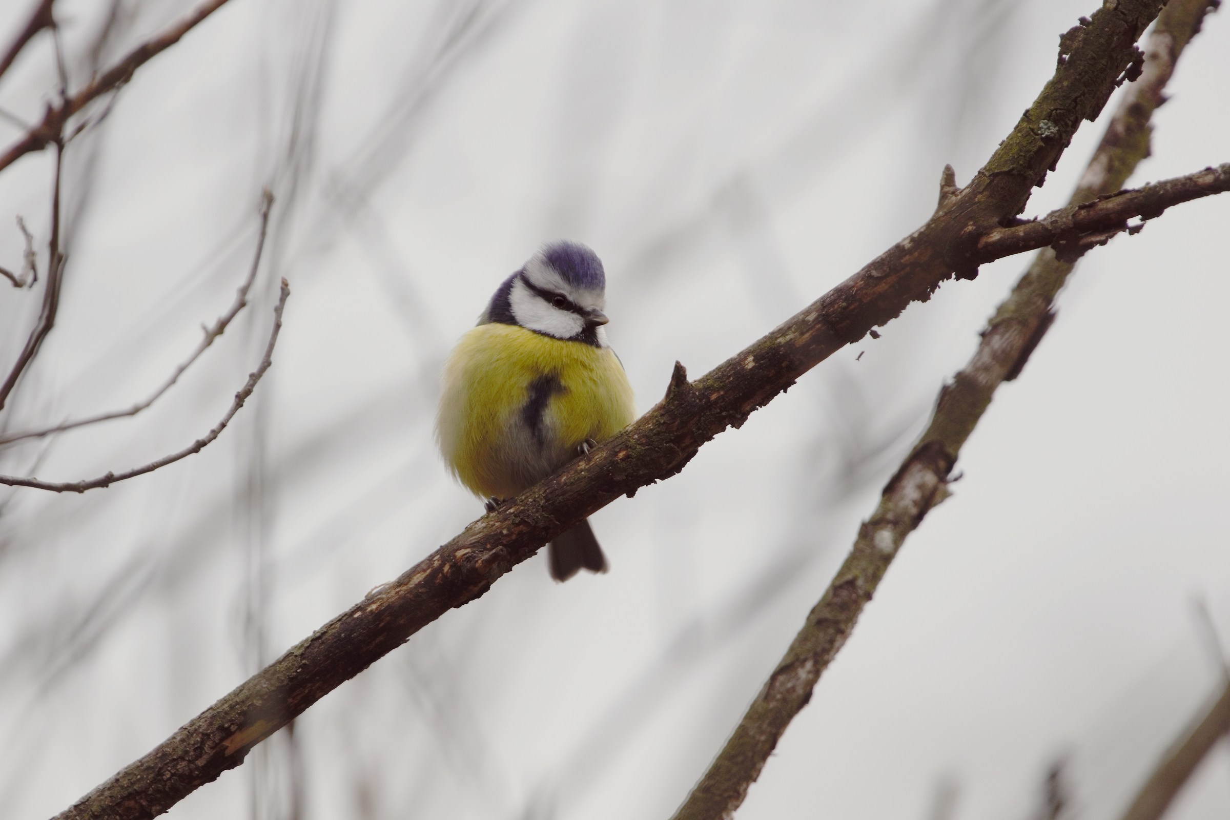 Eurasian blue tit (Cyanistes caeruleus)