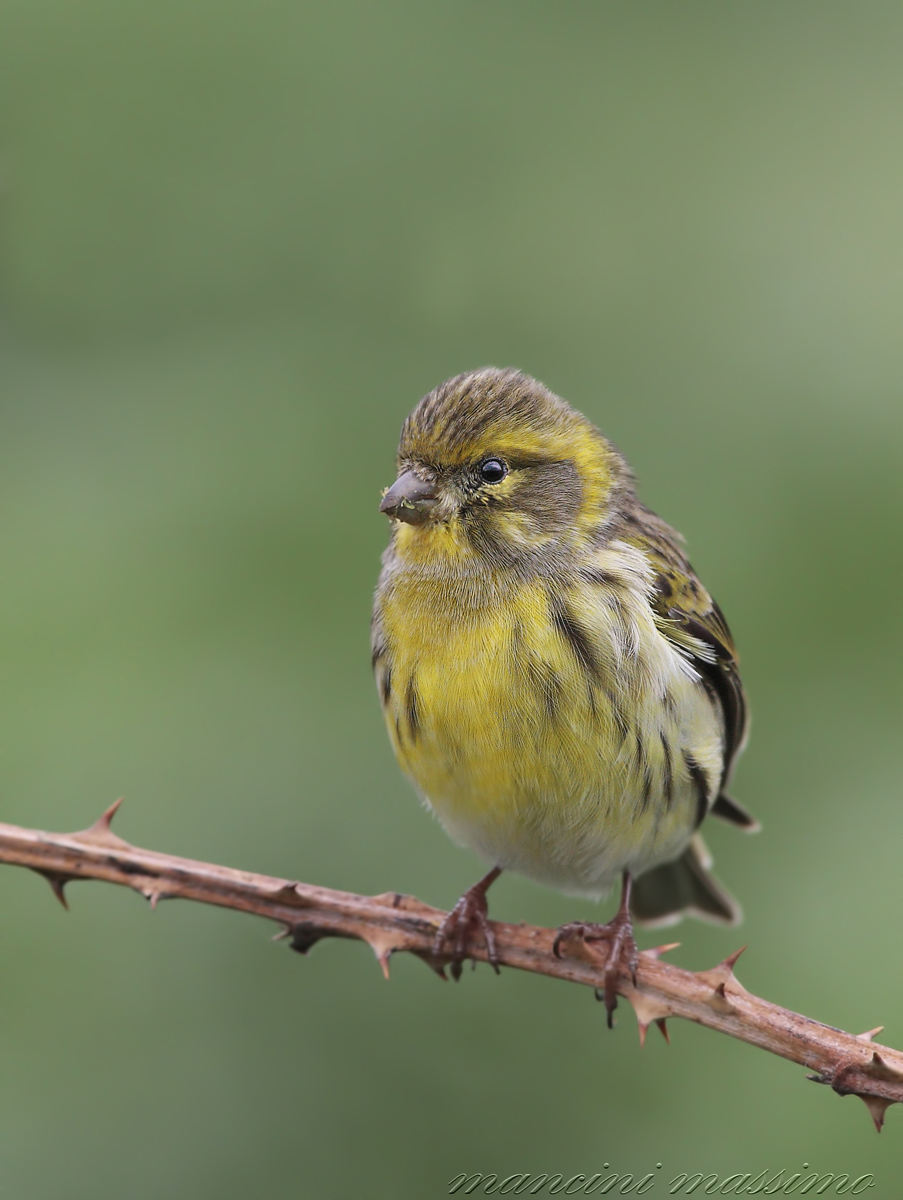 Verzellino (Serinus serinus)