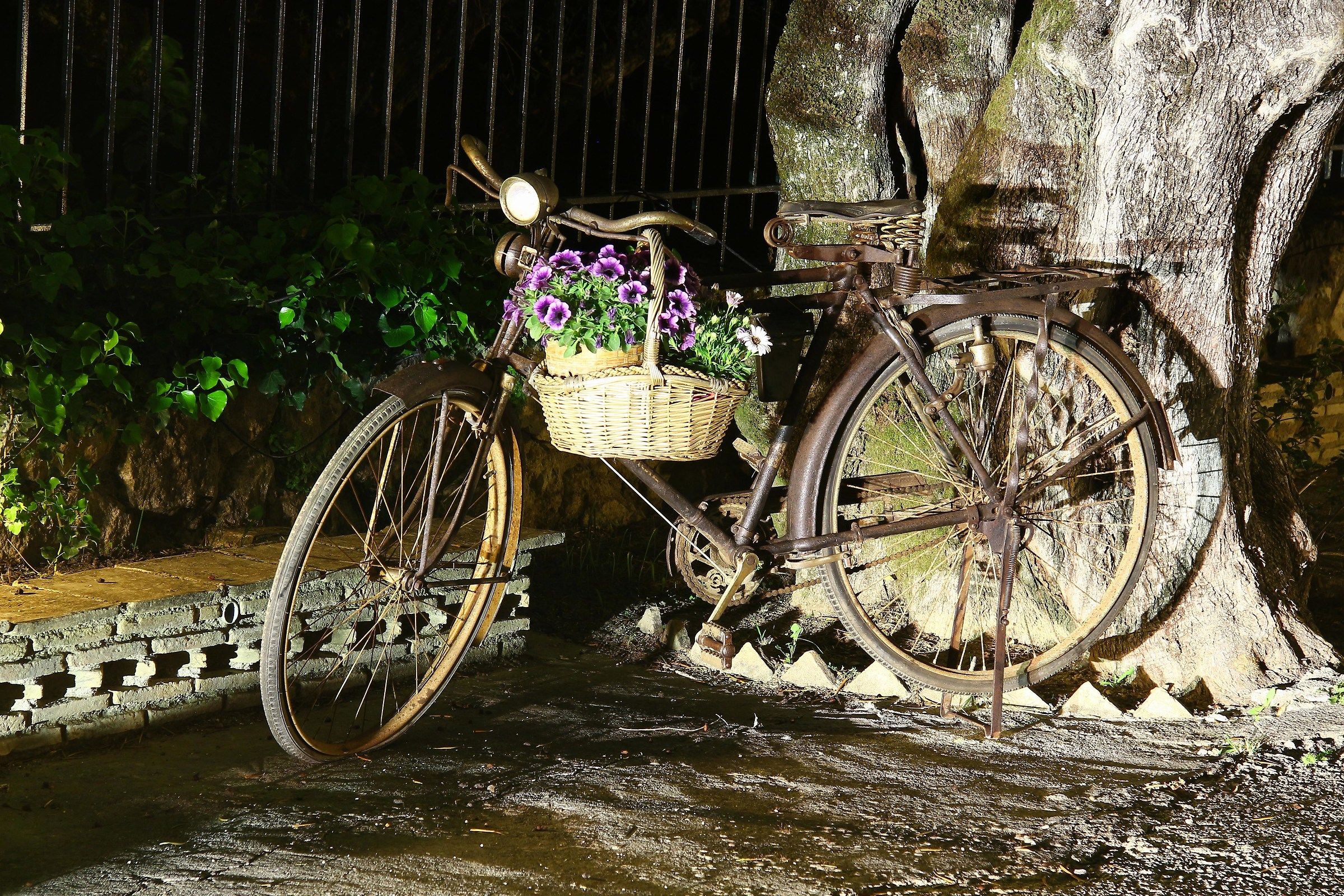 The Night Bicycle