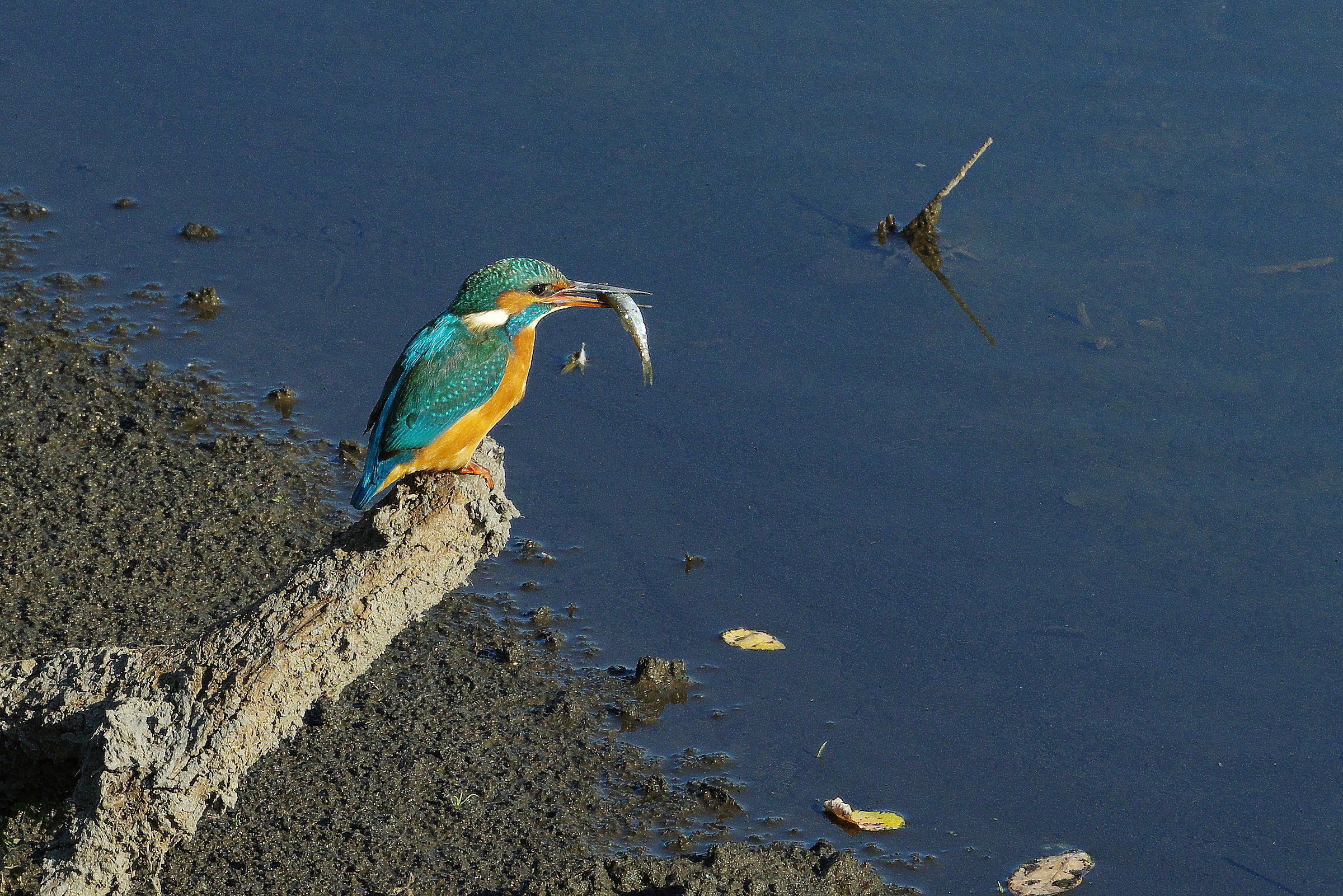 Evviva! un Martin Pescatore!