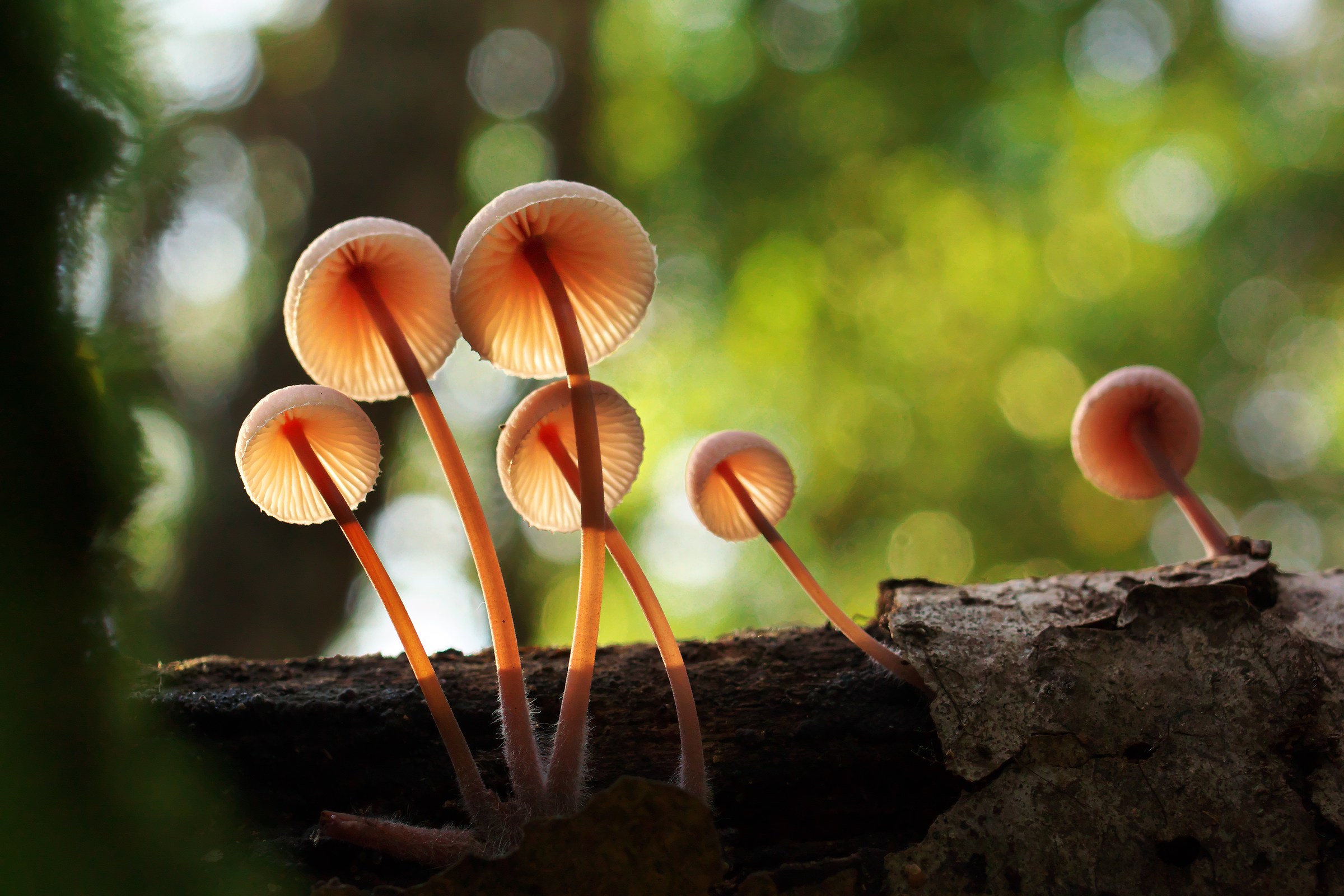 Trasparenze nel bosco